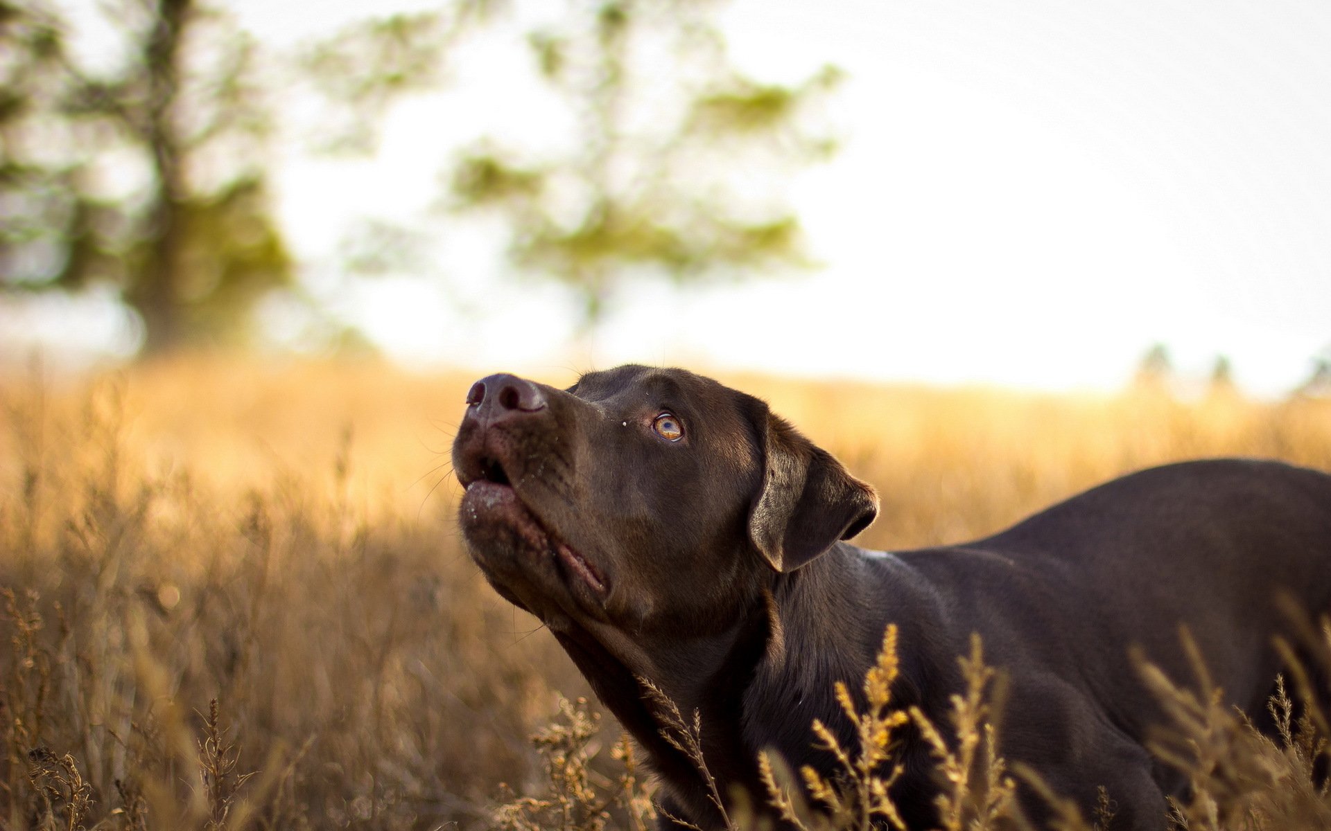 chien vue nature