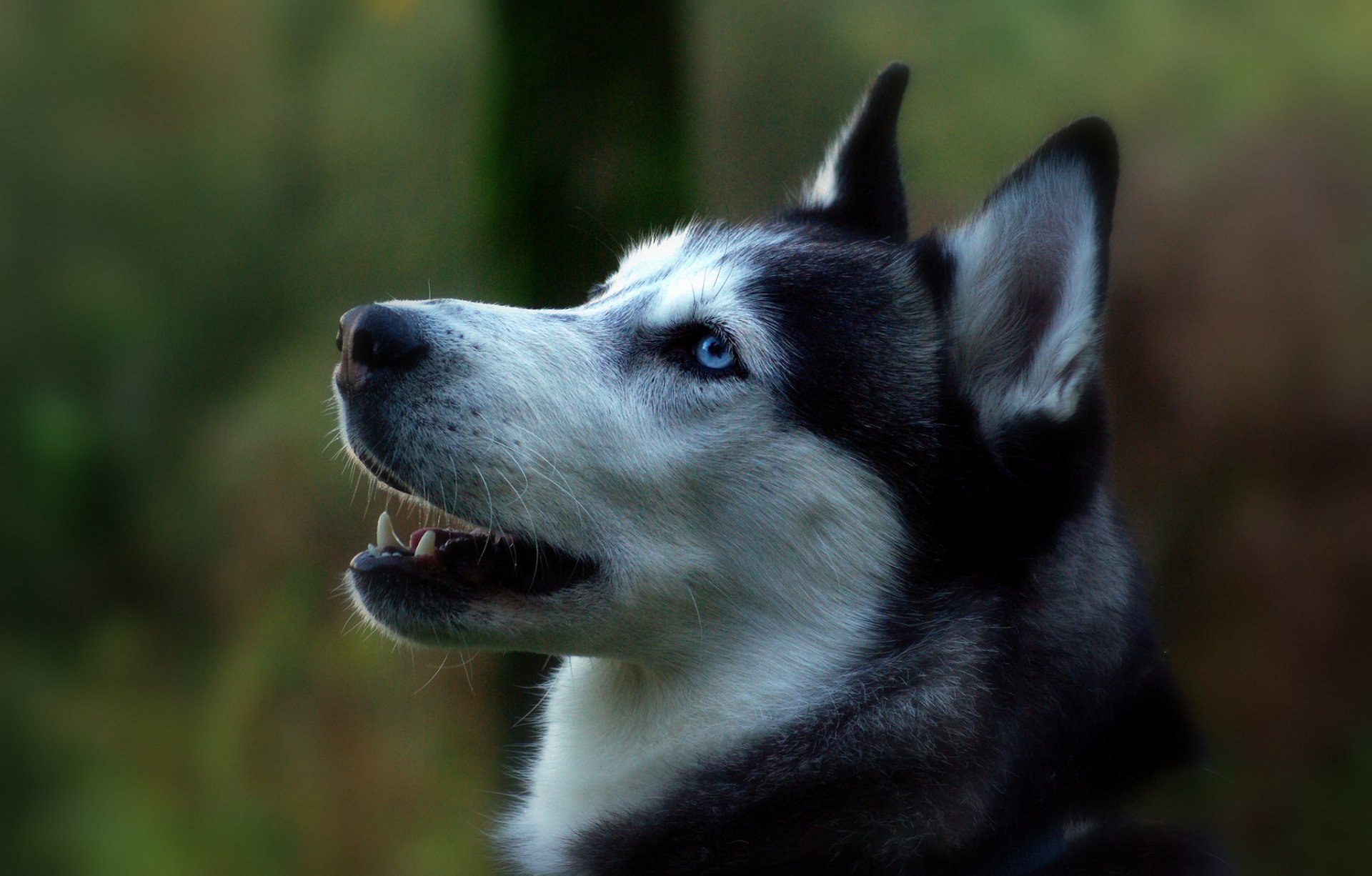 chien husky sibérien profil portrait