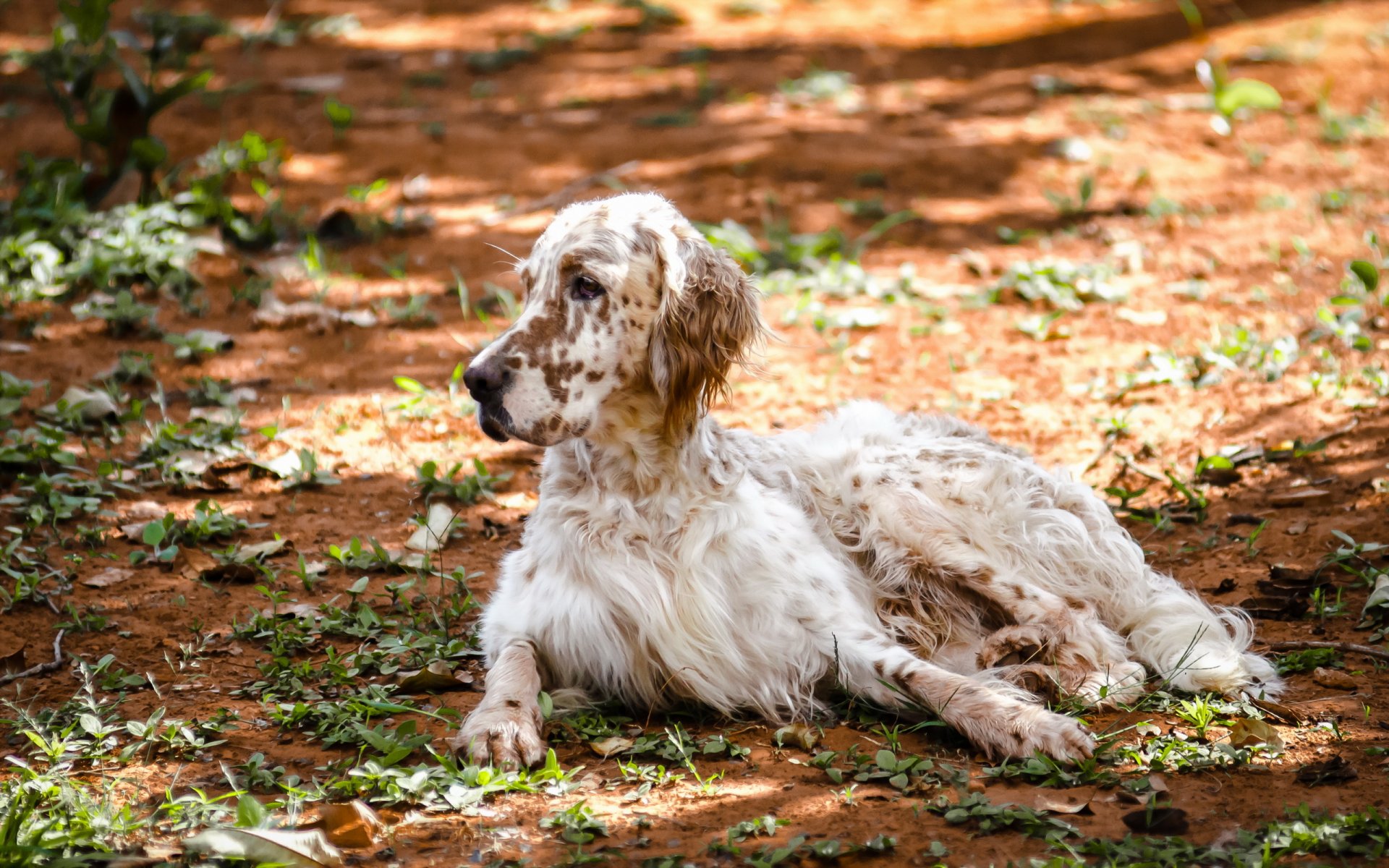 setter inglese cane natura