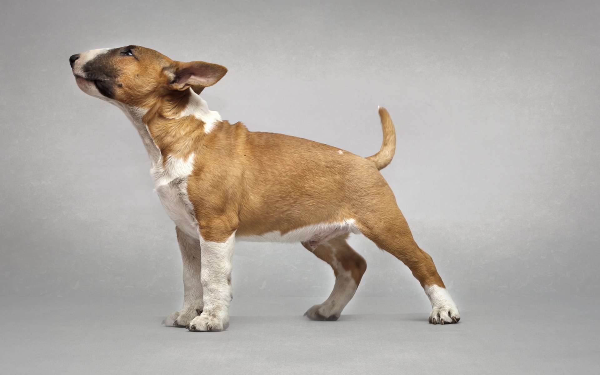 bull terrier perro amigo