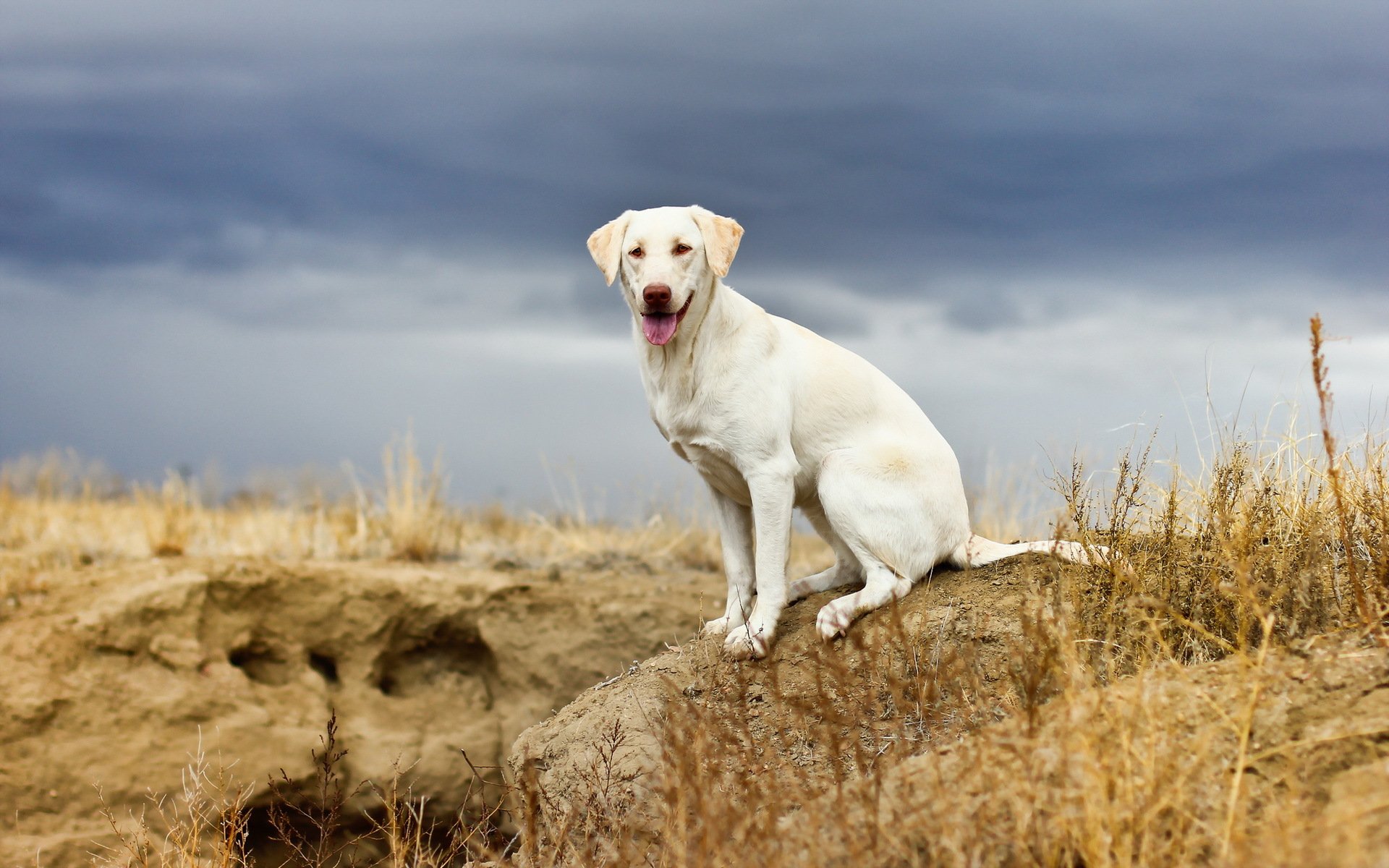 hund blick freund