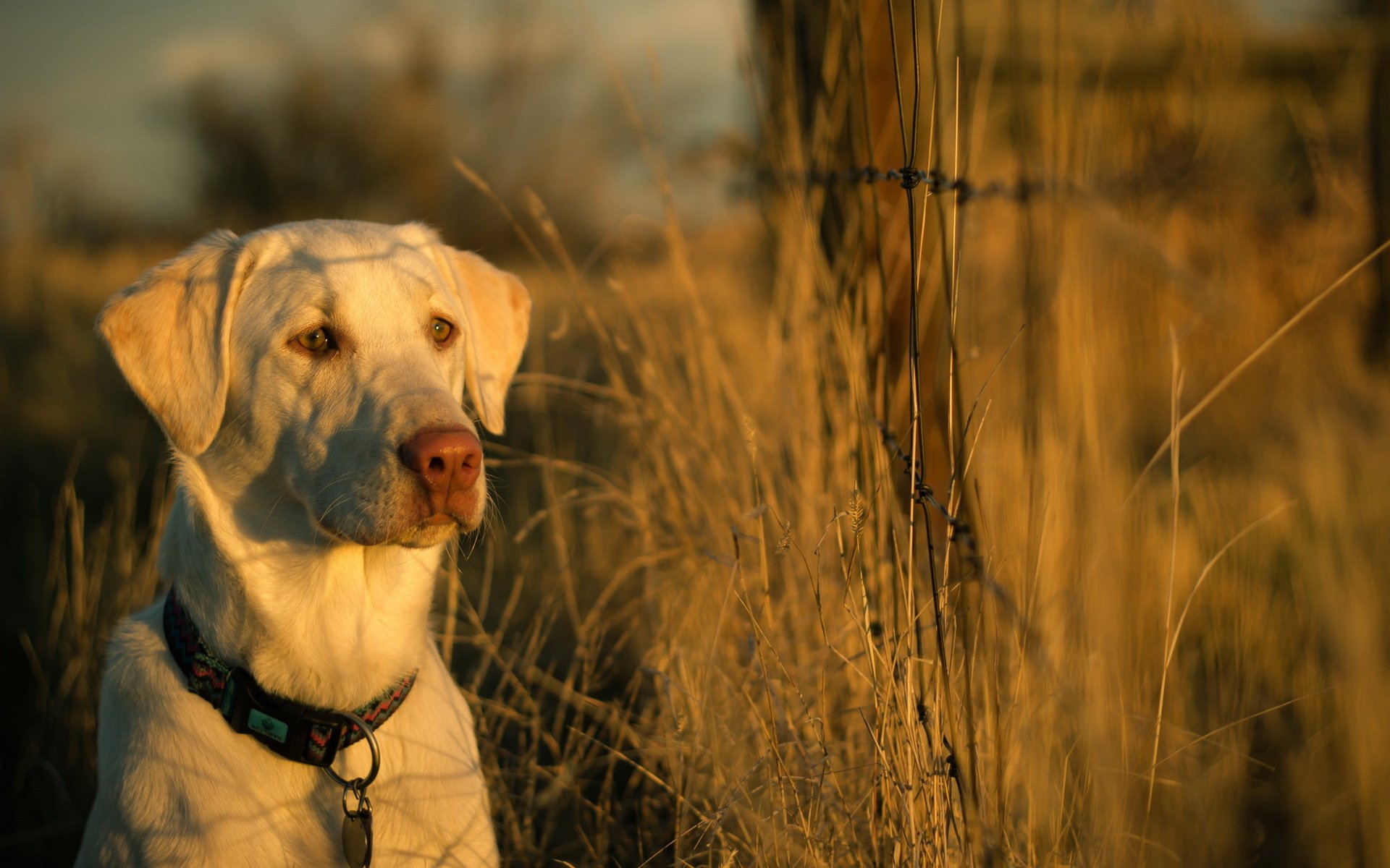 chien ami clôture coucher de soleil lumière