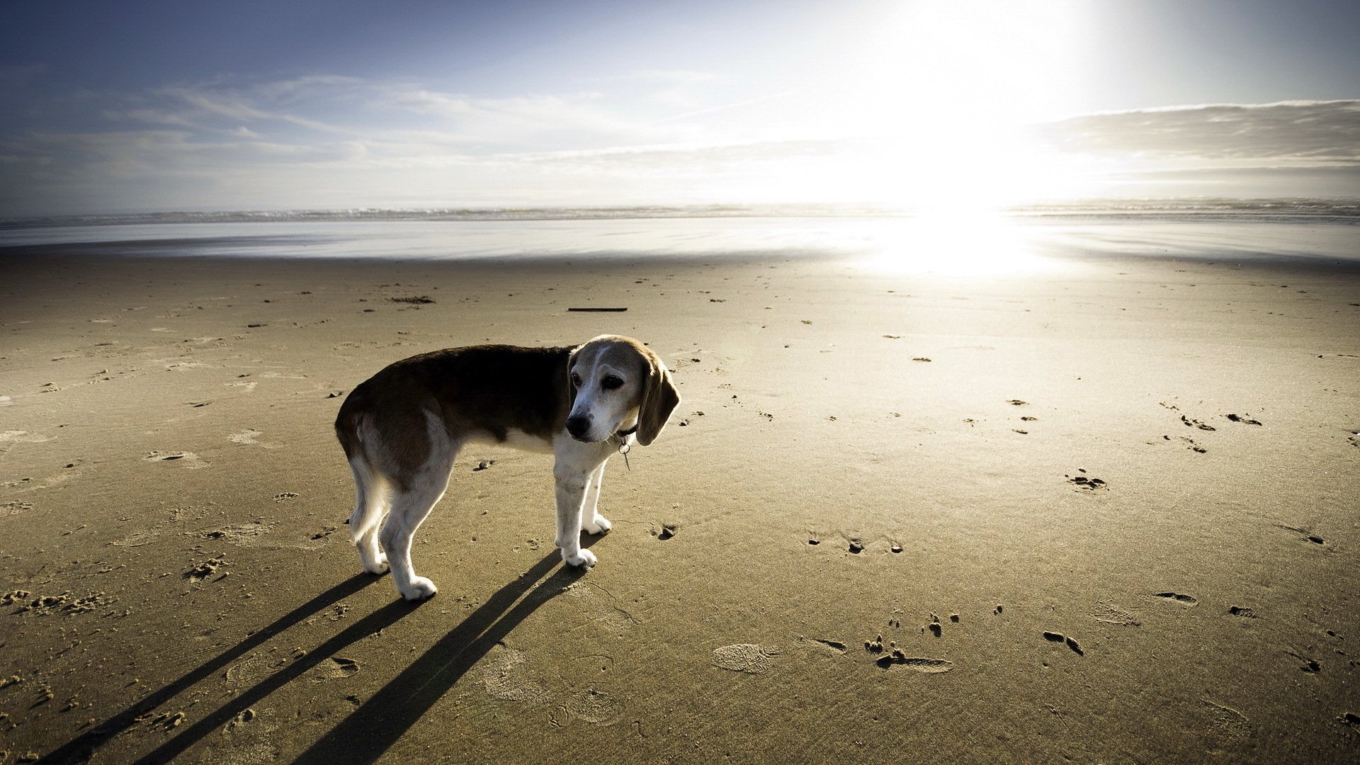 chien mer fond