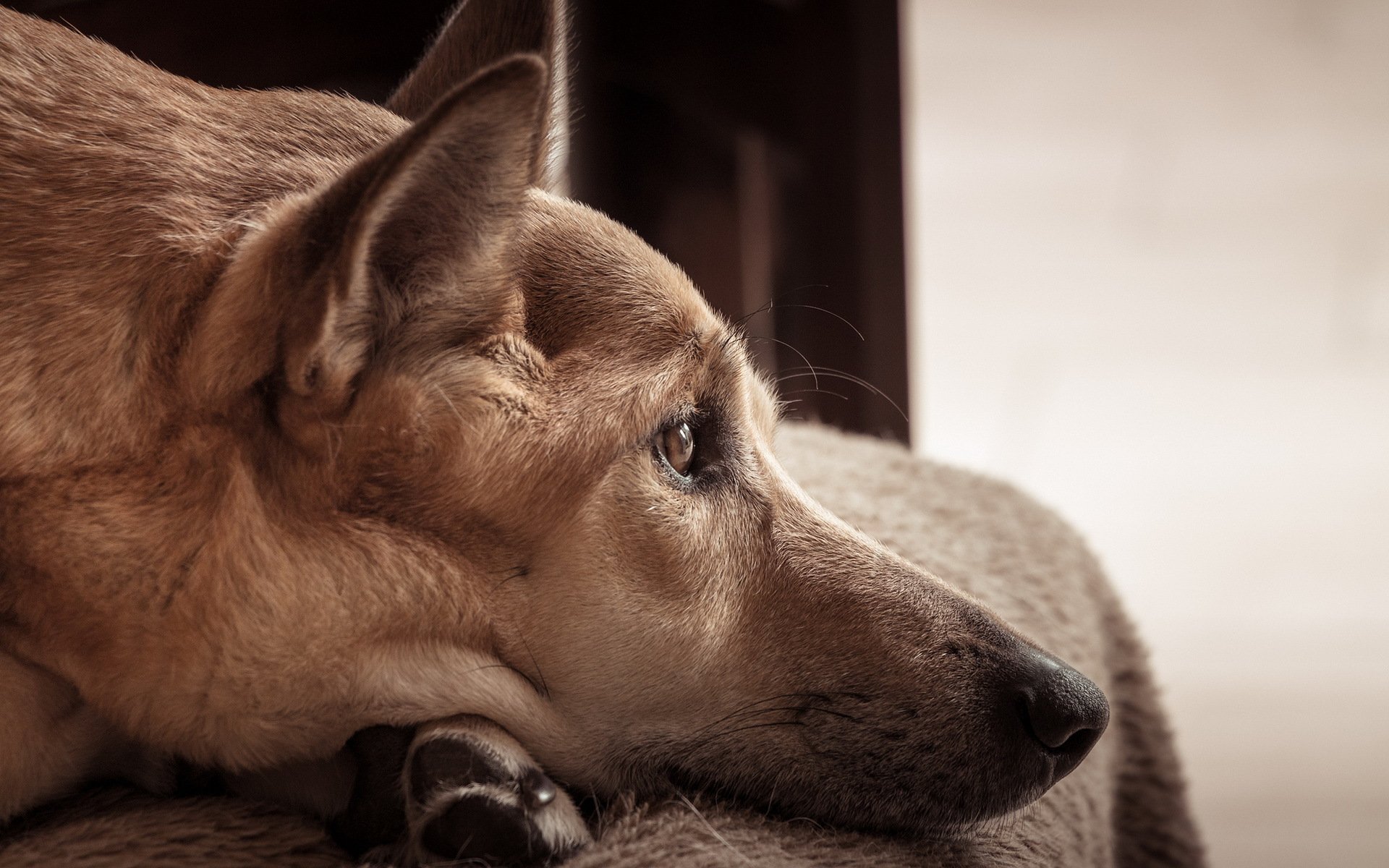 perro mirada amigo