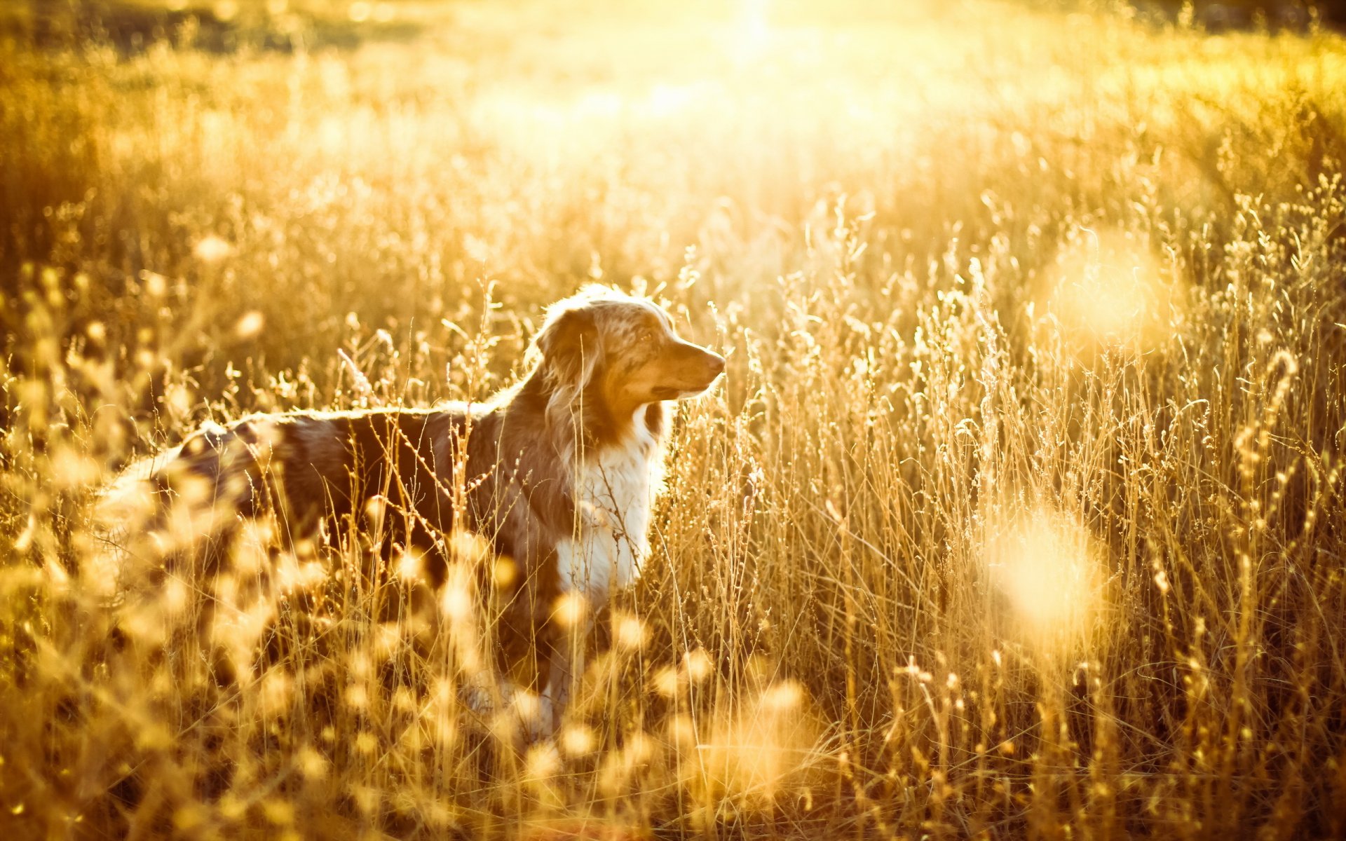 dog the field light