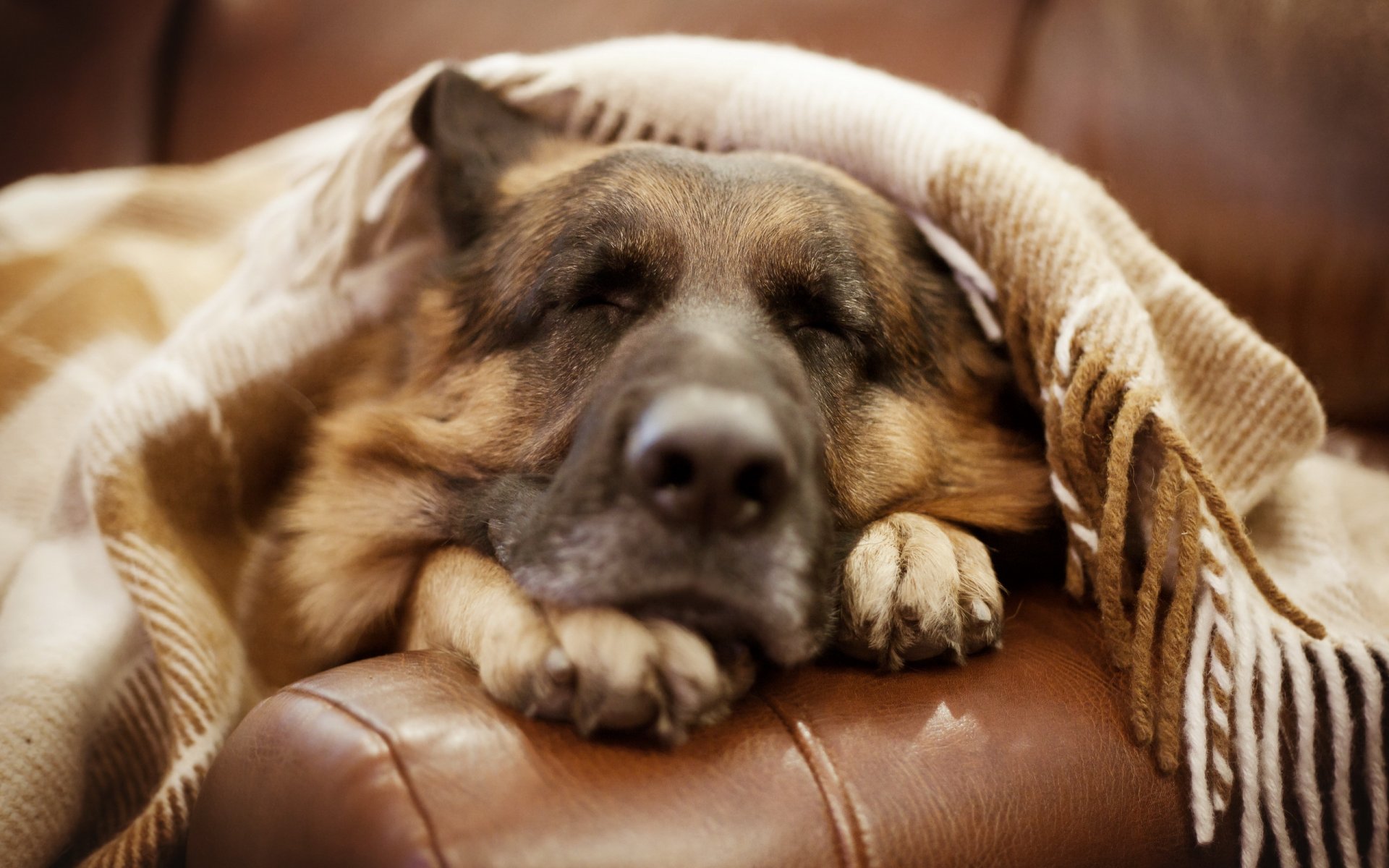 berger allemand chien ami