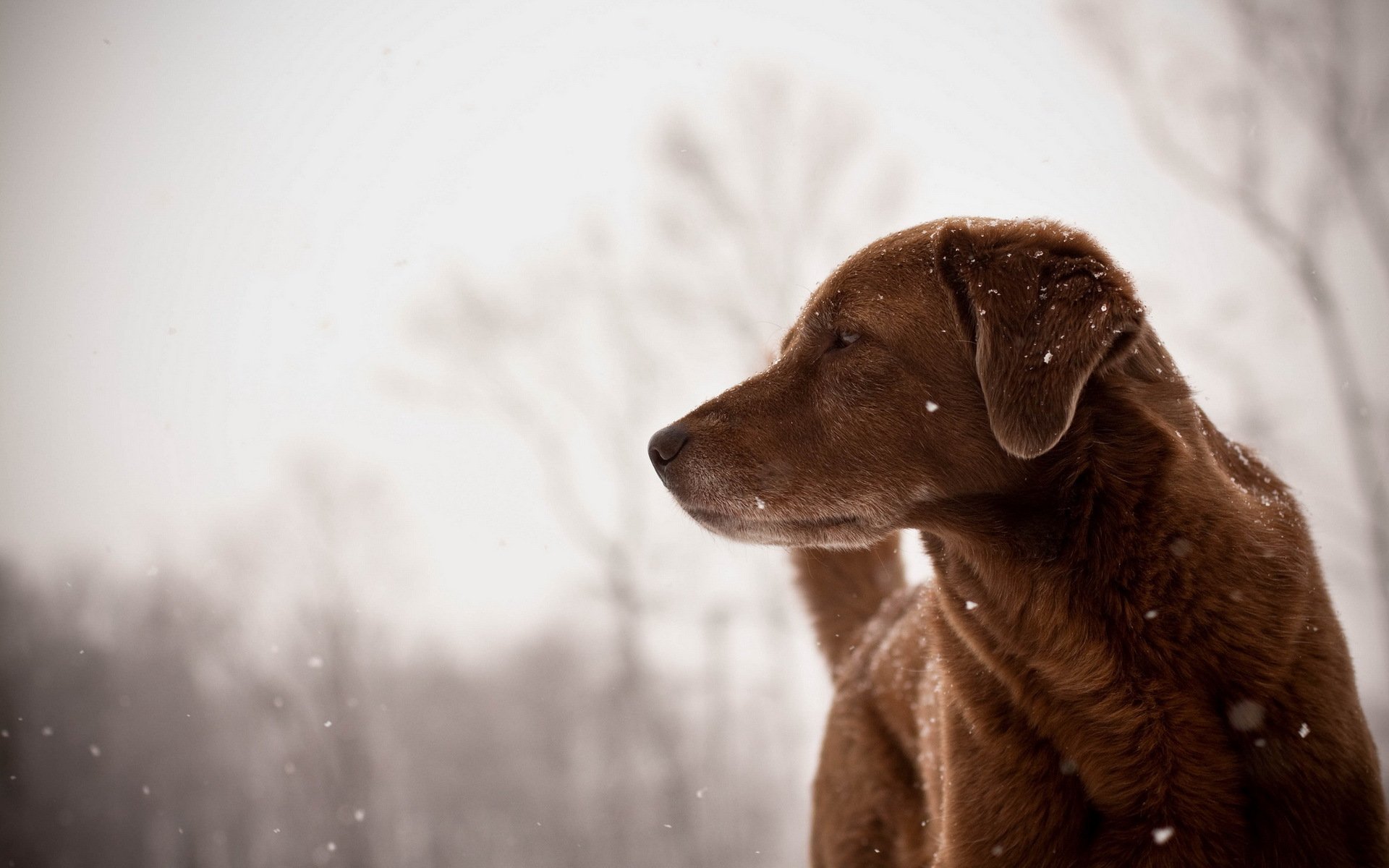 cane amico sguardo