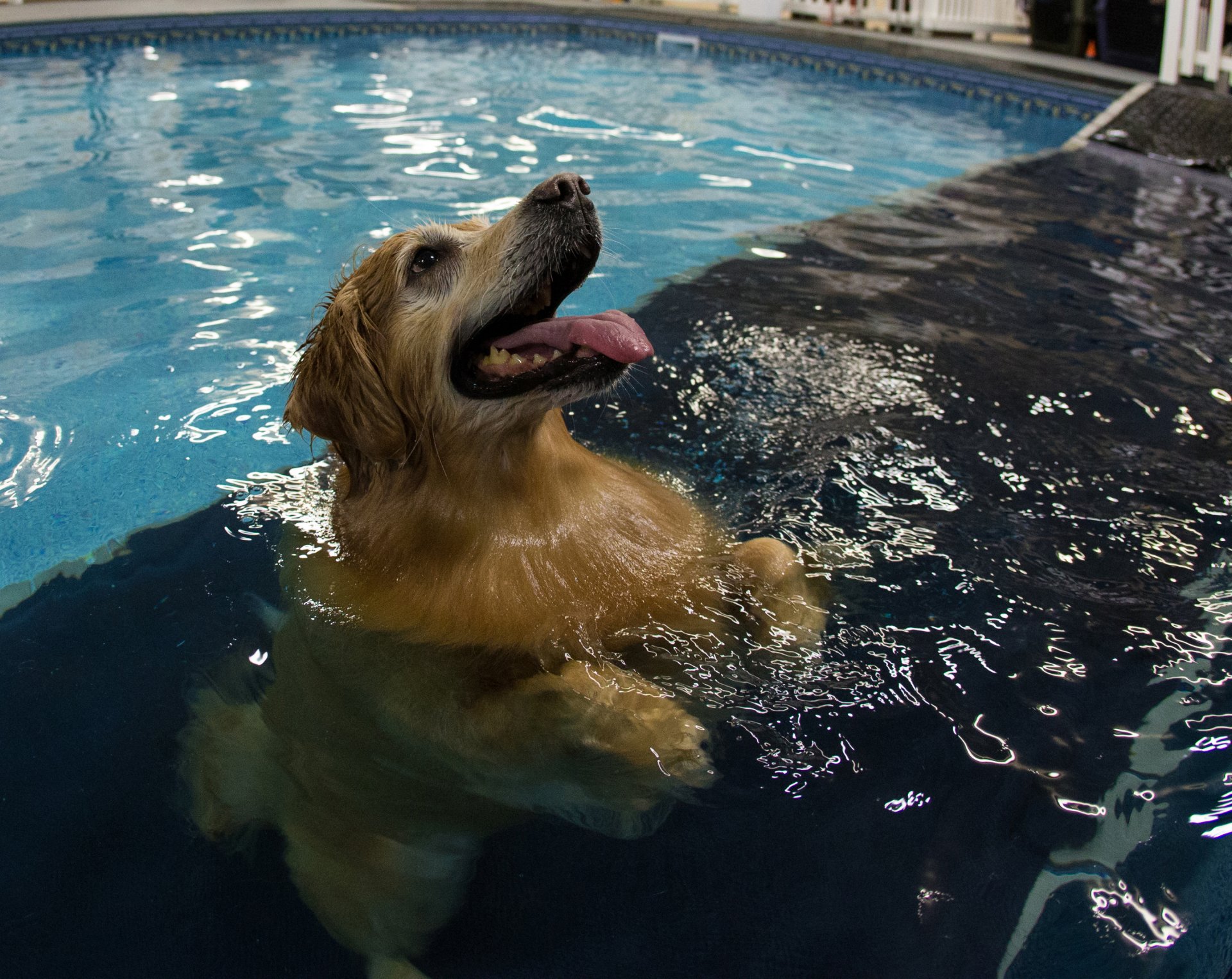 pool wasser transparenz hund reflexion unschärfe