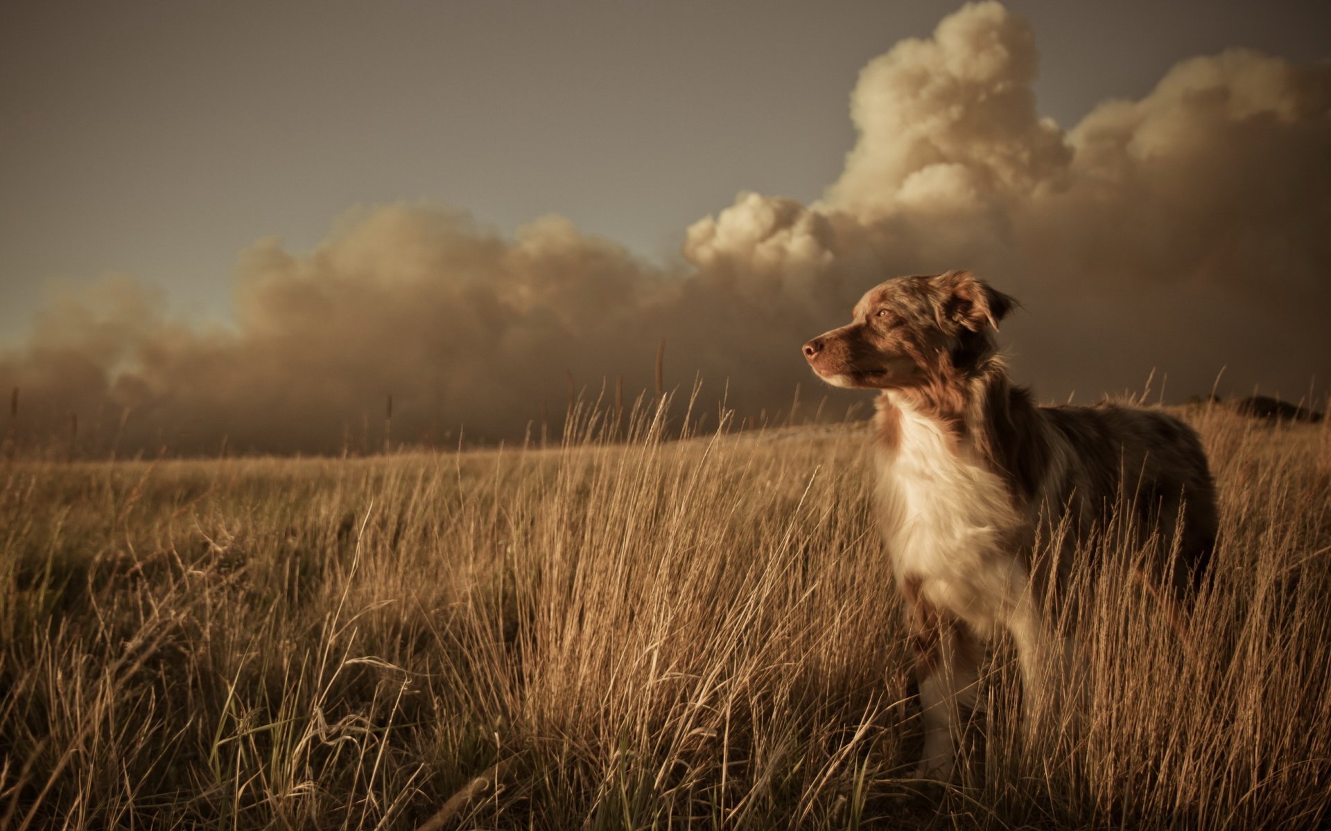 perro amigo campo puesta de sol paisaje