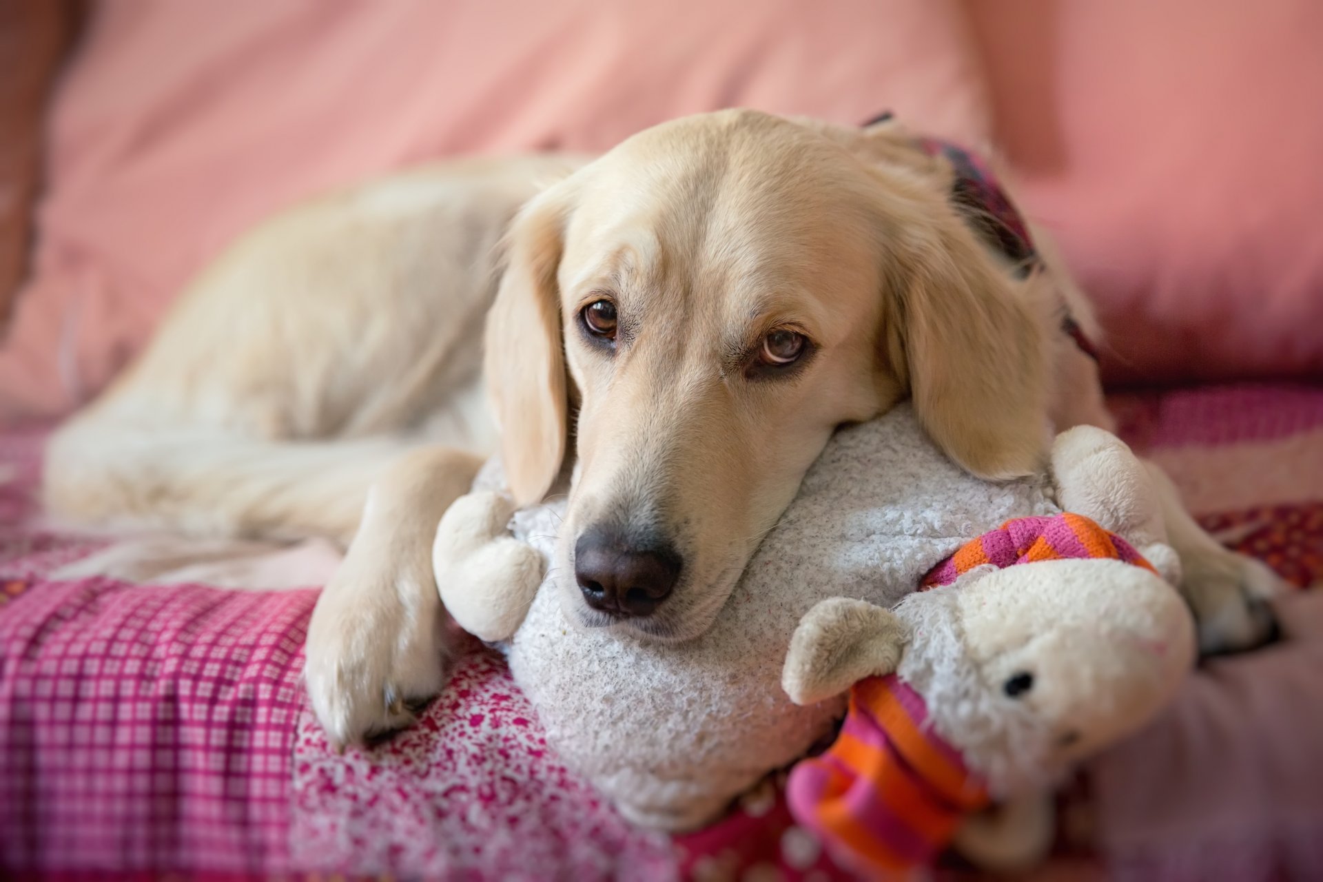 cane cane sguardo triste giocattolo si trova letto