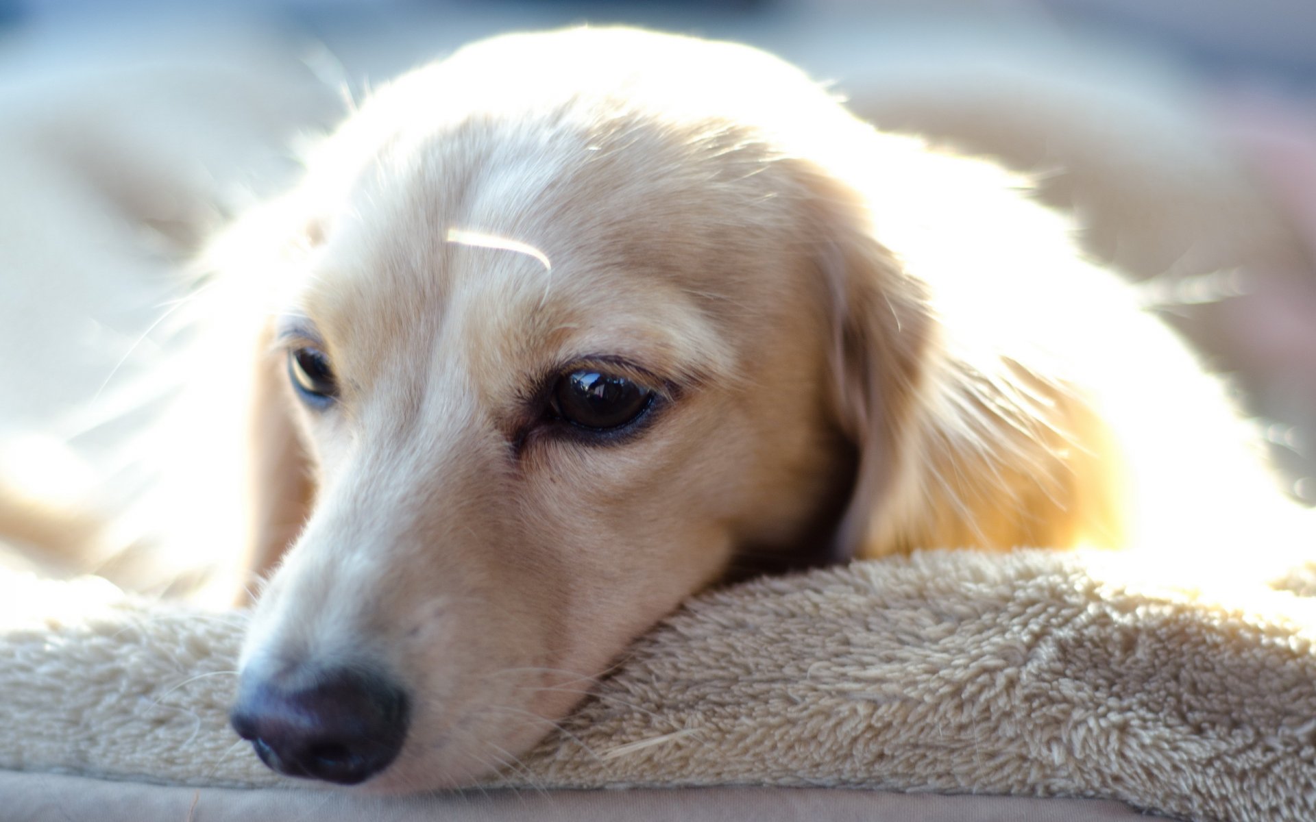 perro mirada amigo tristeza