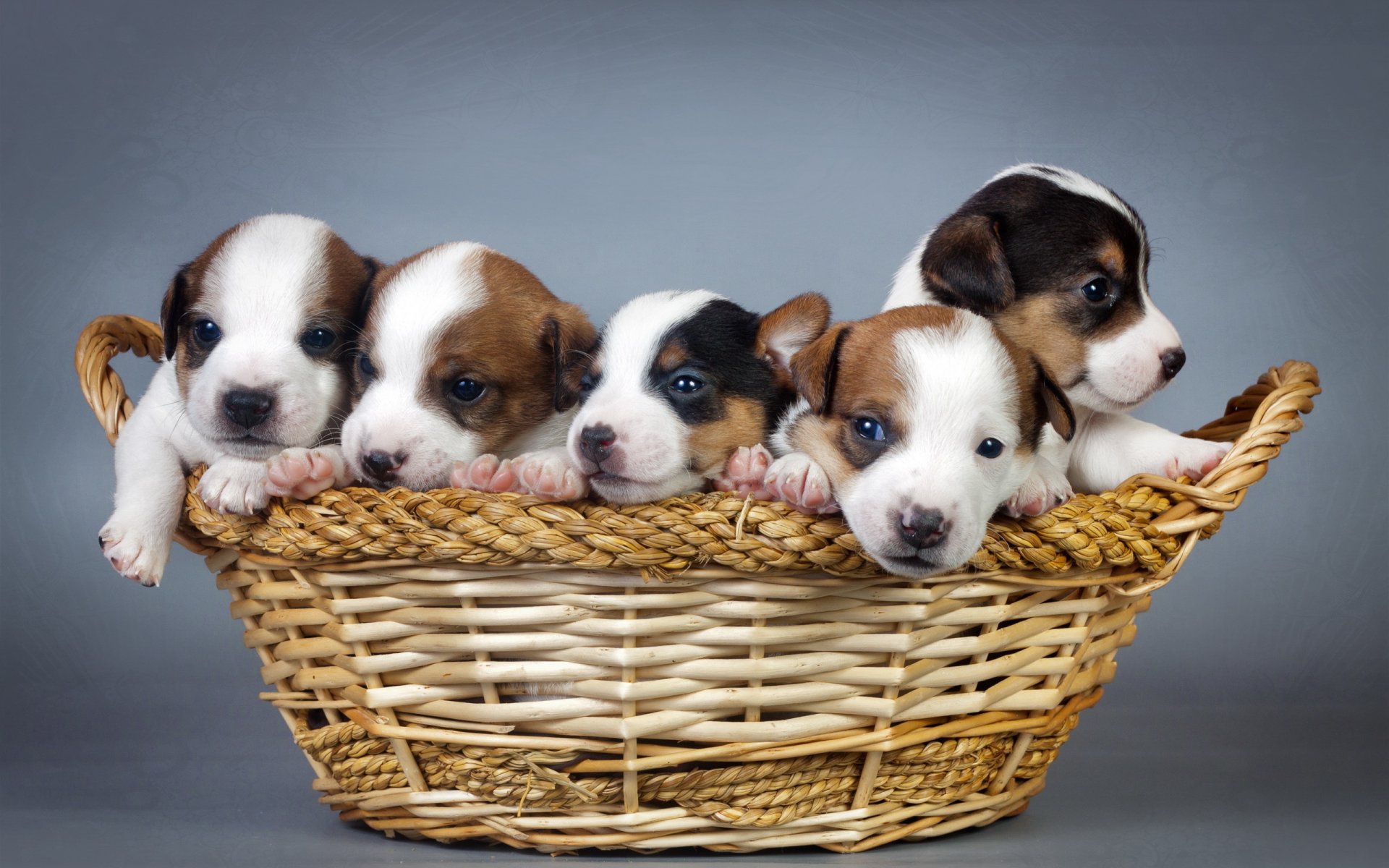 dogs puppies background