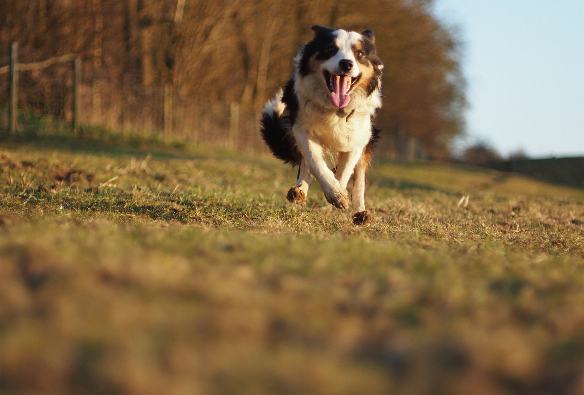 chien course vitesse mouvement ami