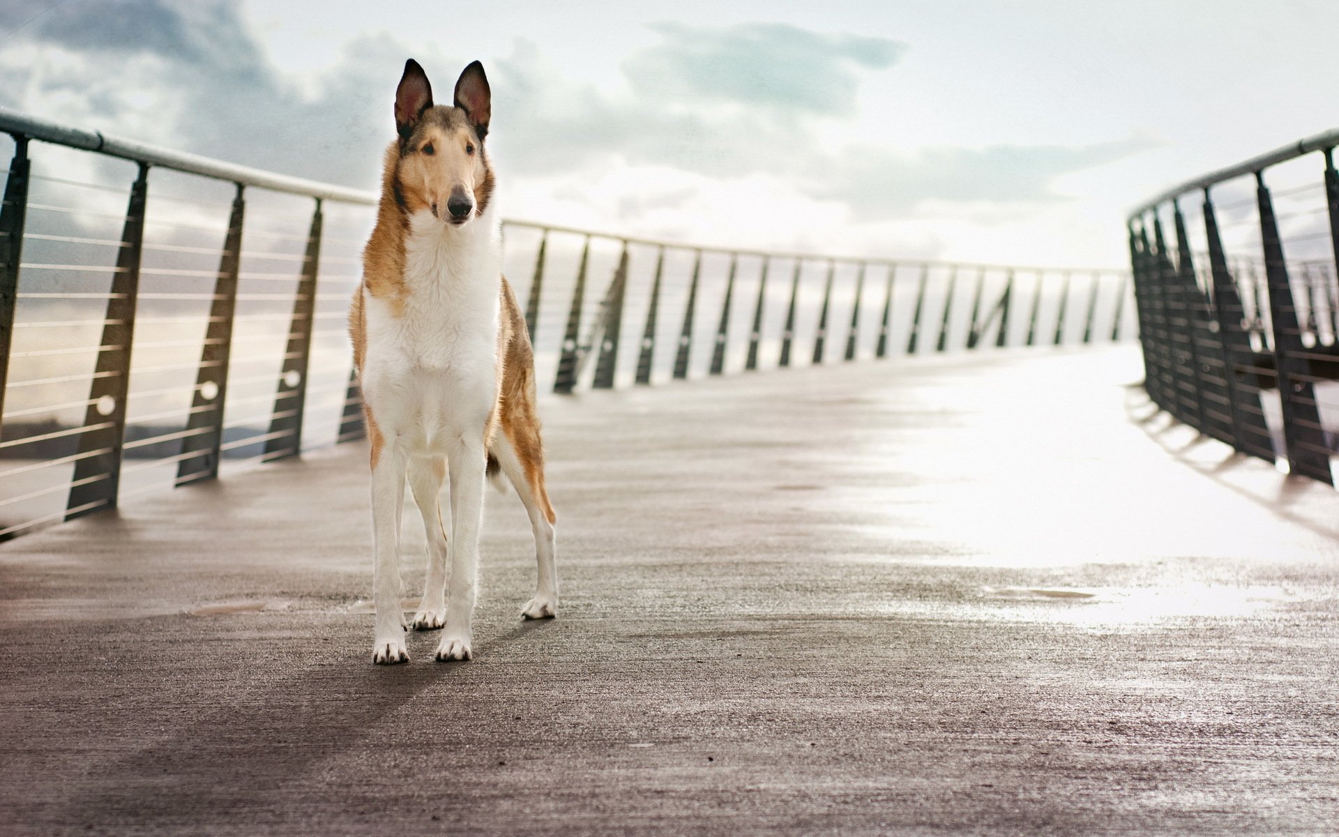 dog bridge background