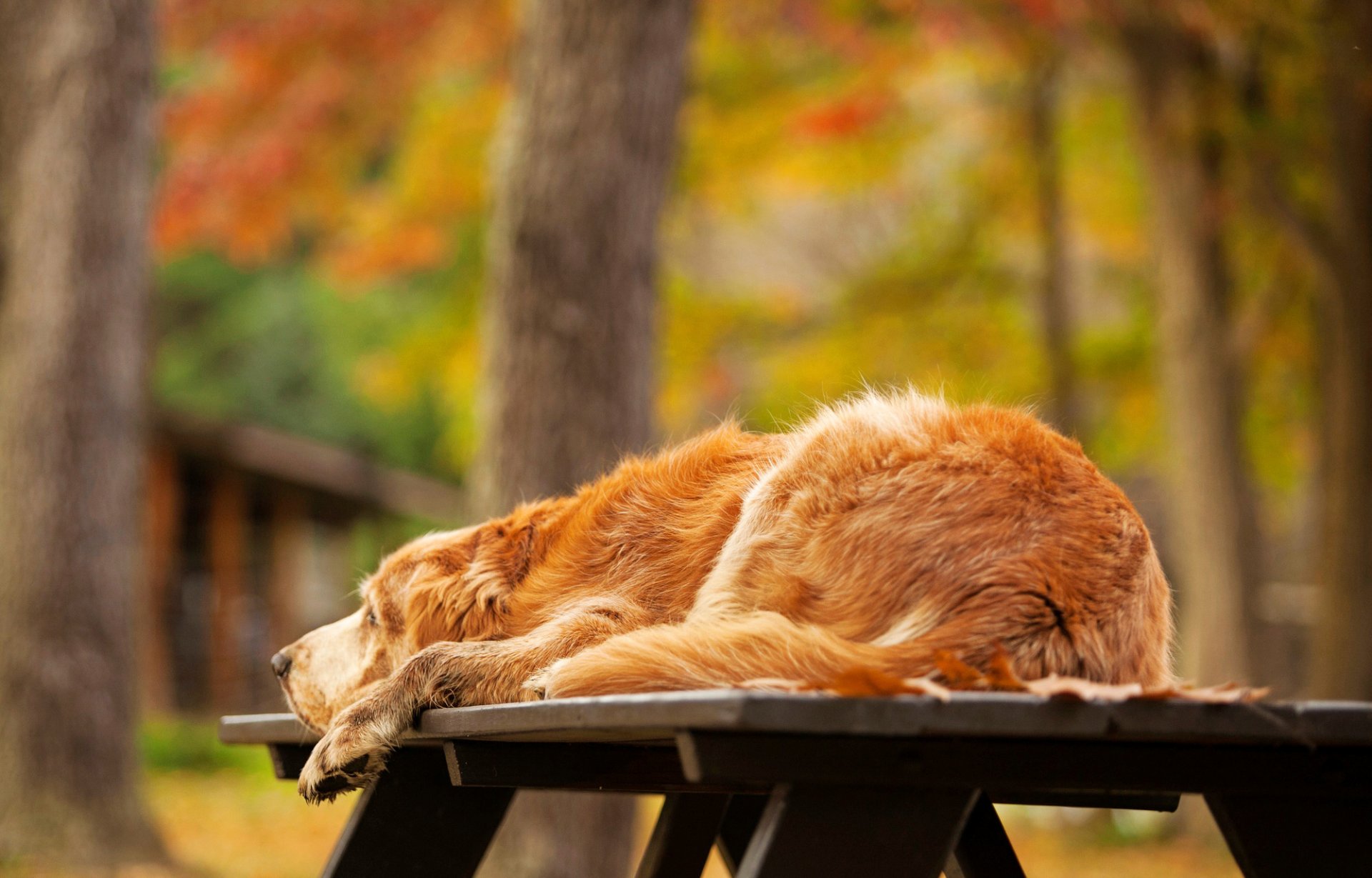 pies retriever złoty leży stół natura jesień drzewa