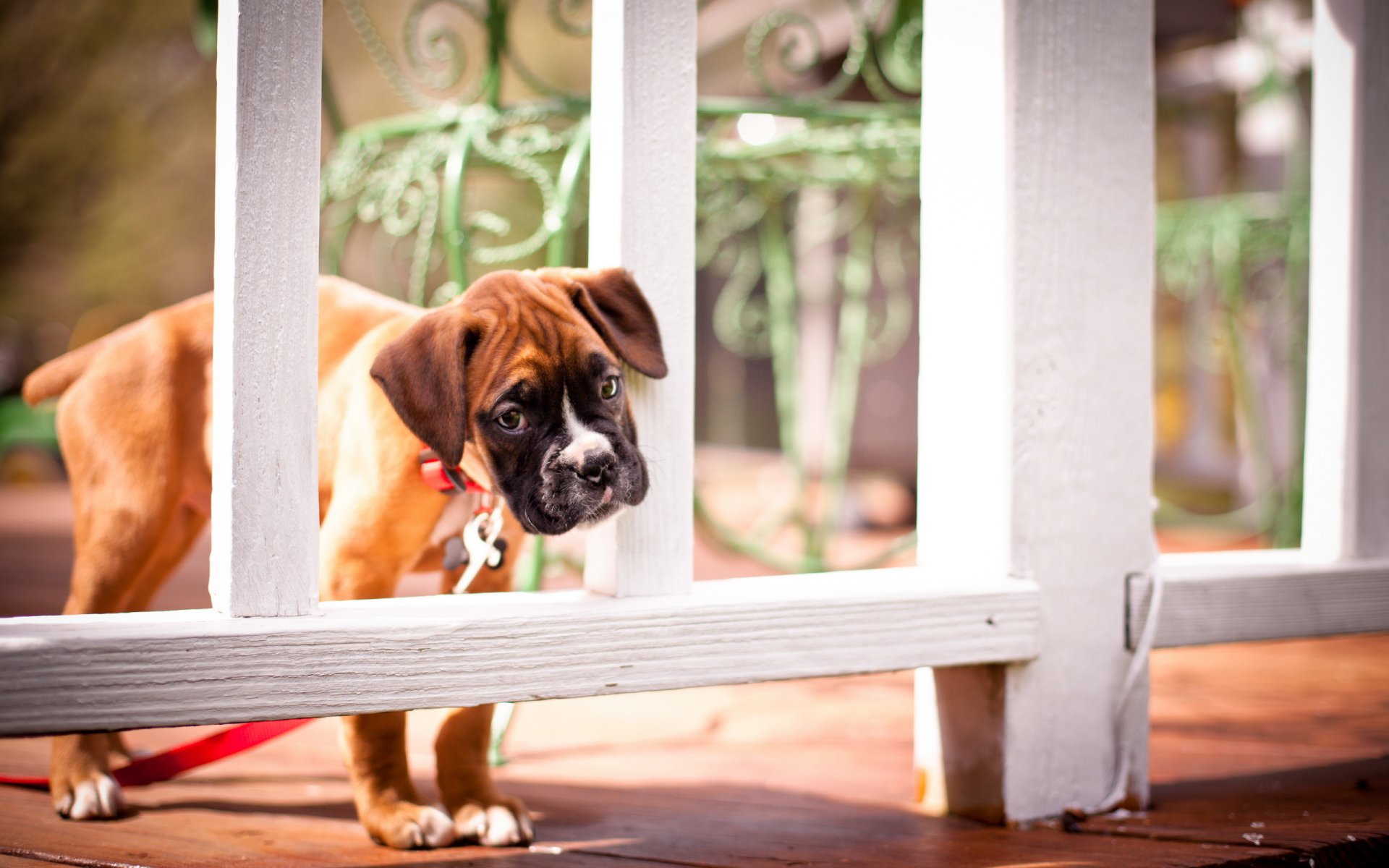 hund blick freund