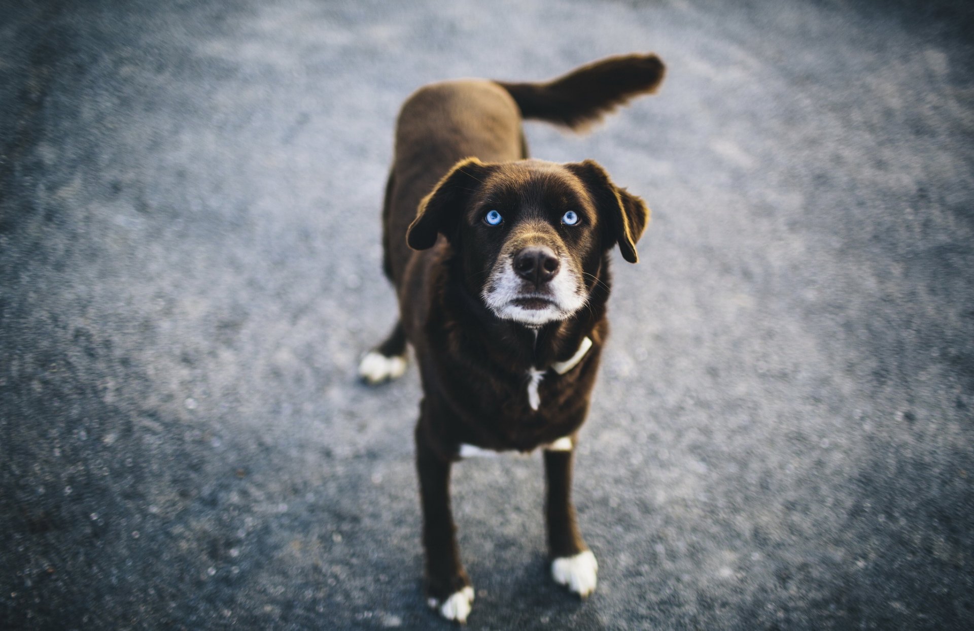 cane blu sguardo bokeh occhi azzurri