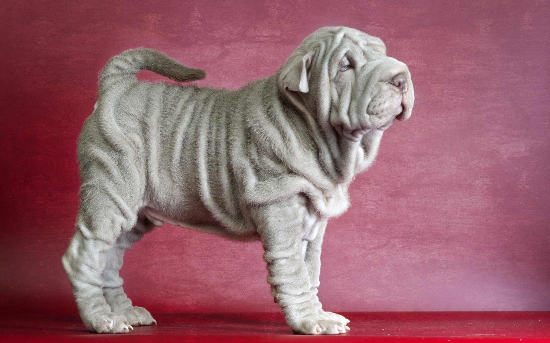 shar pei cane amico