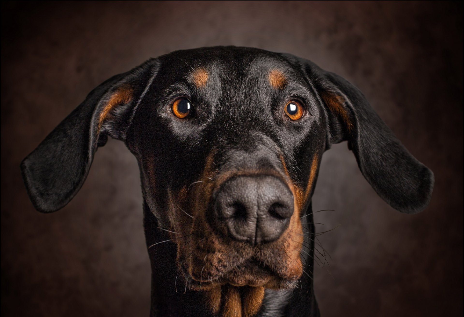 chien oreilles vue portrait