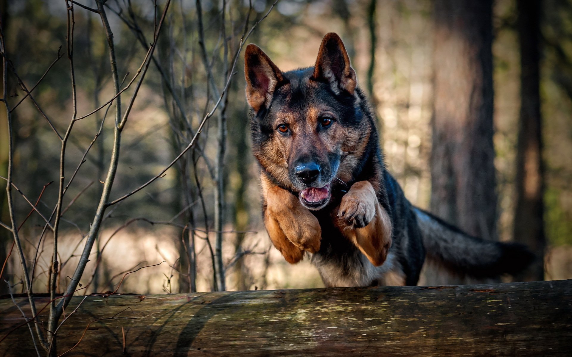 dog running jump