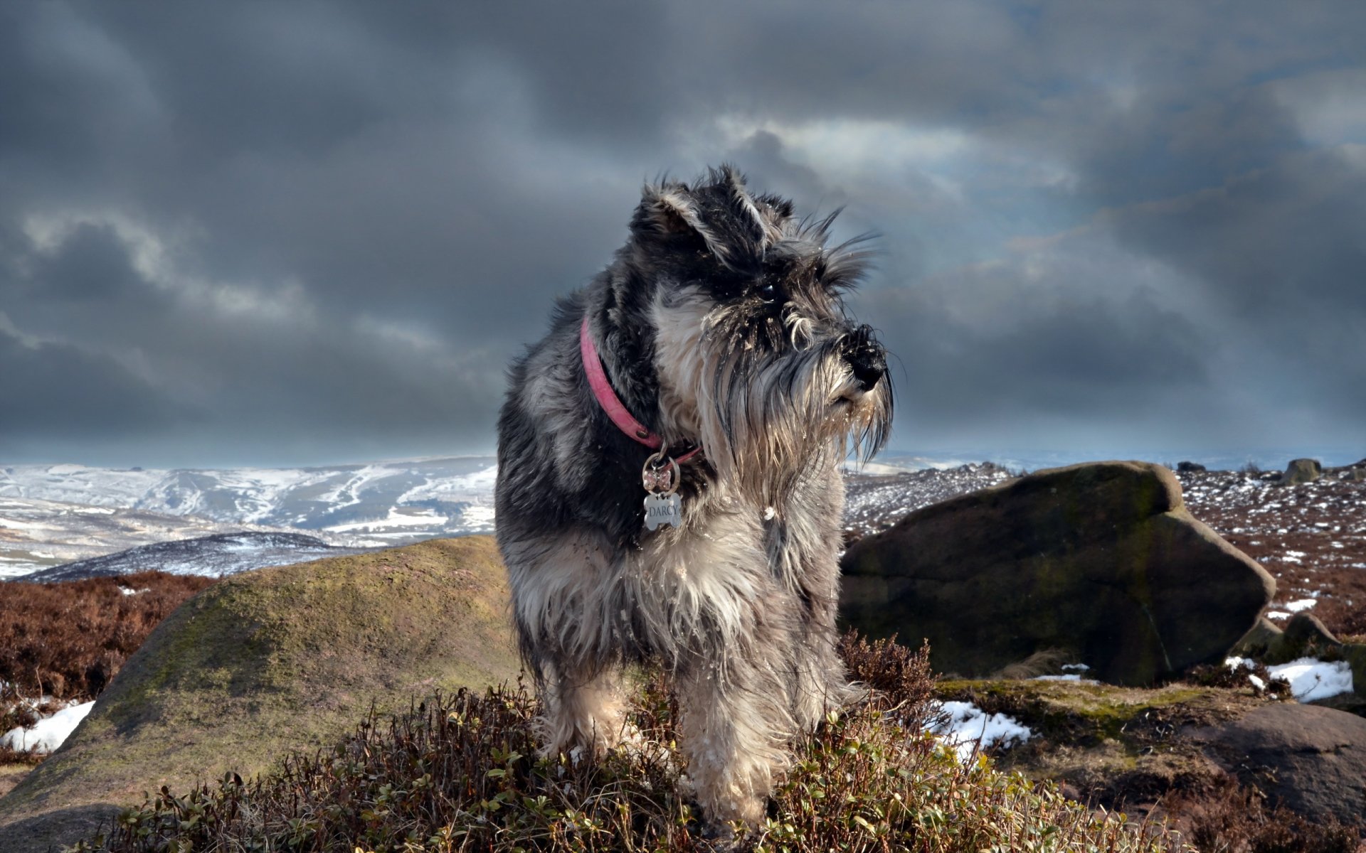 schnauzer cane natura