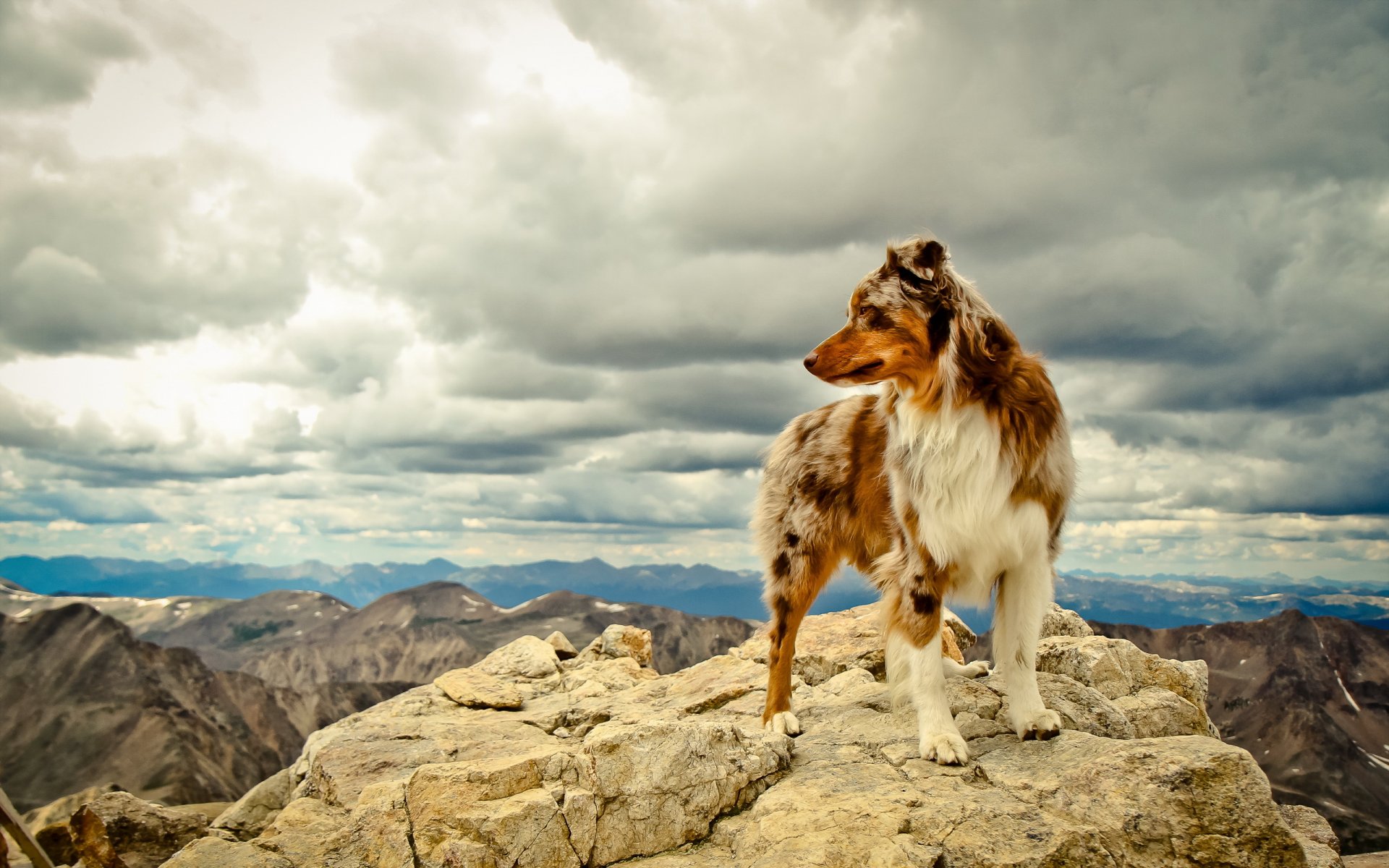 perro amigo montañas