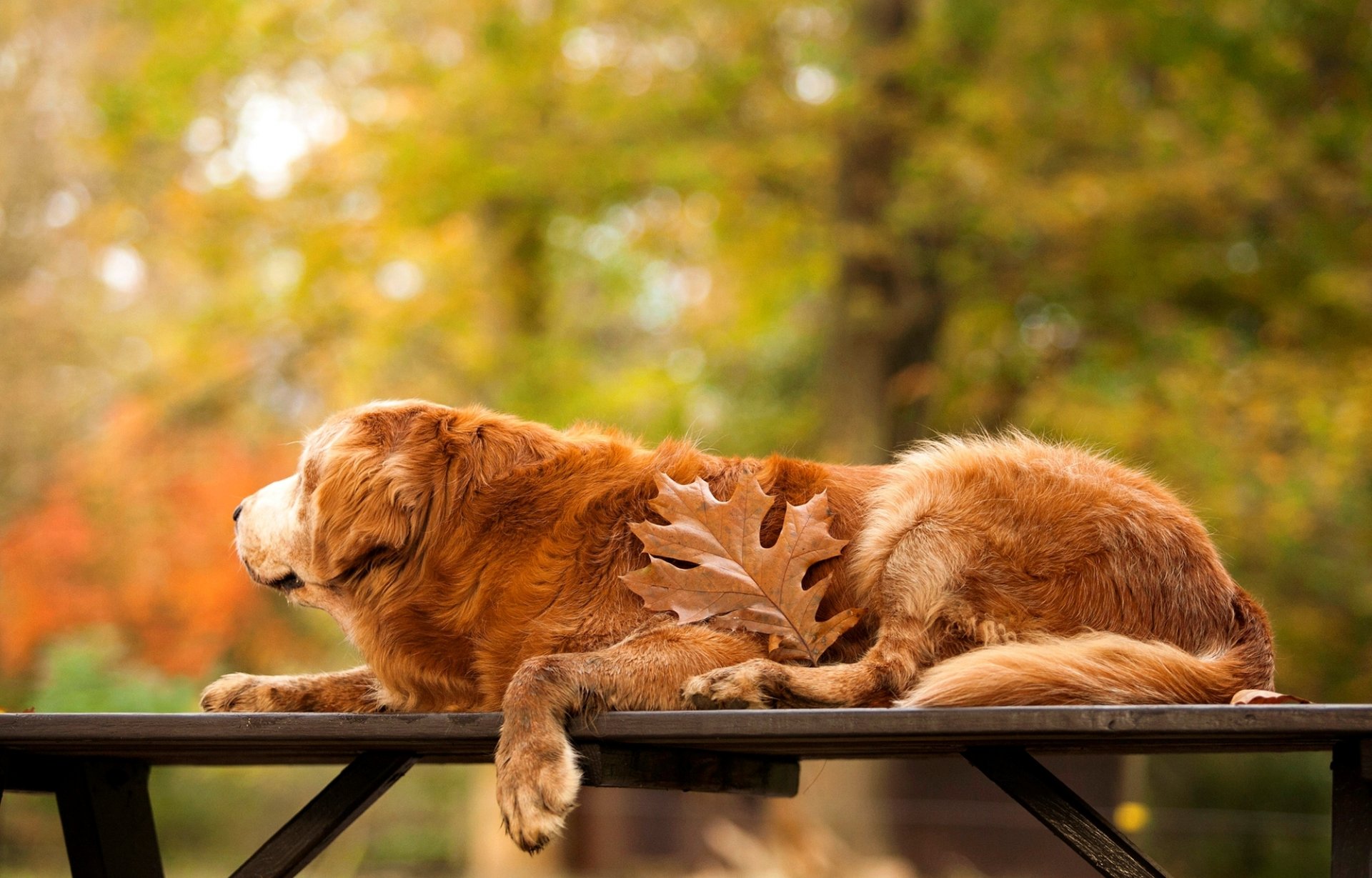 retriever golden dog sheet table autumn nature tree