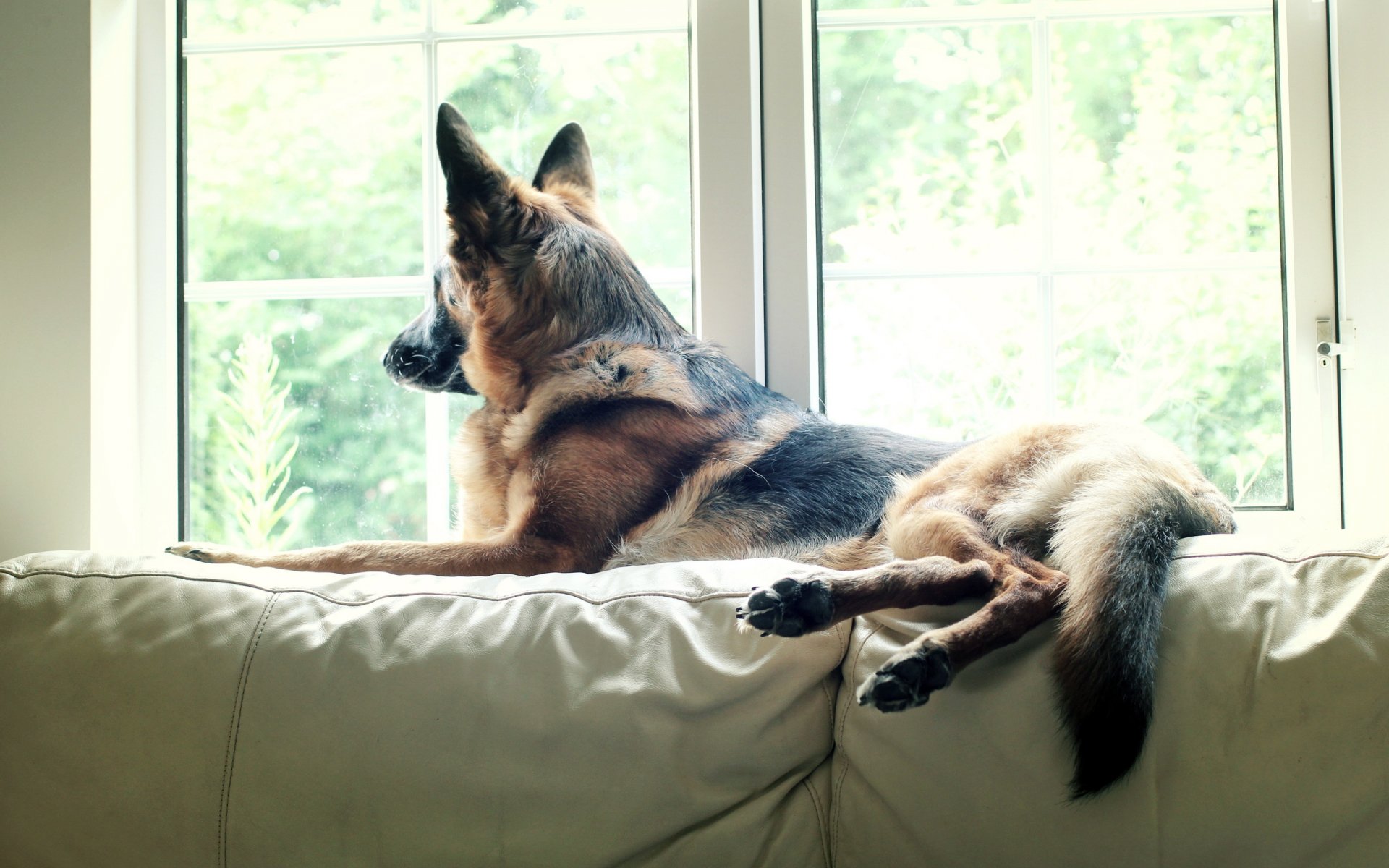 berger allemand chien animal regarder