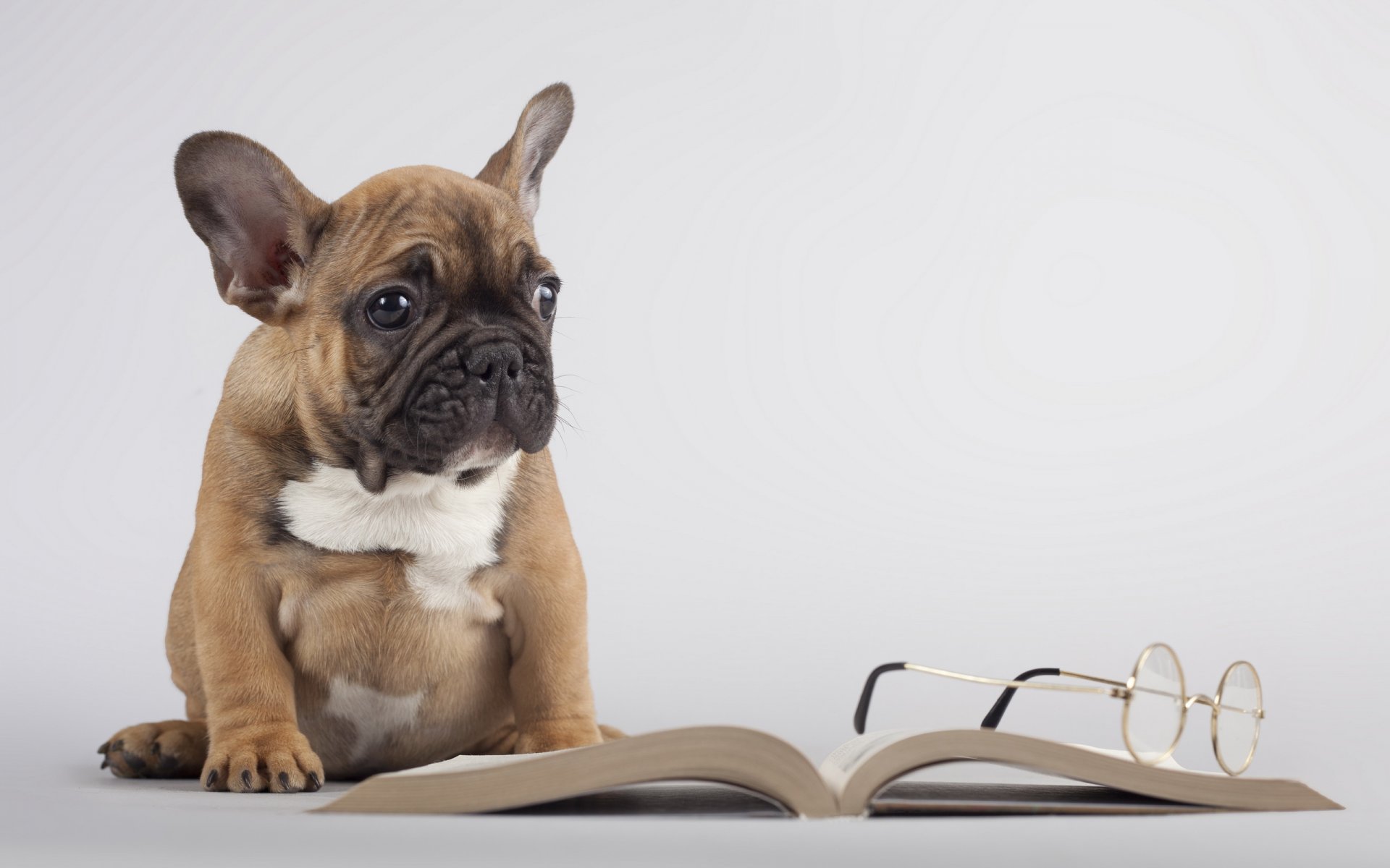 perro libro gafas