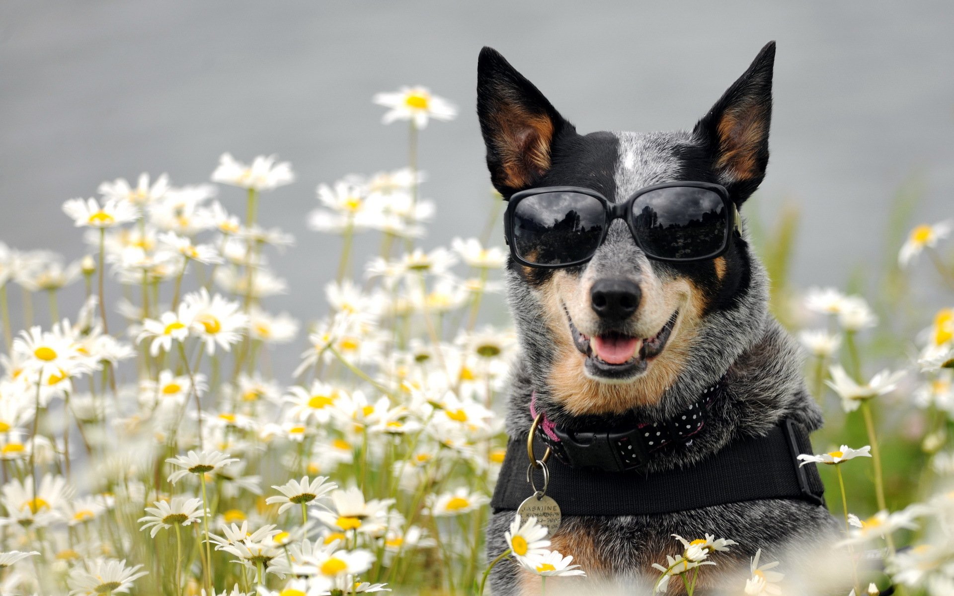 hund brille gänseblümchen