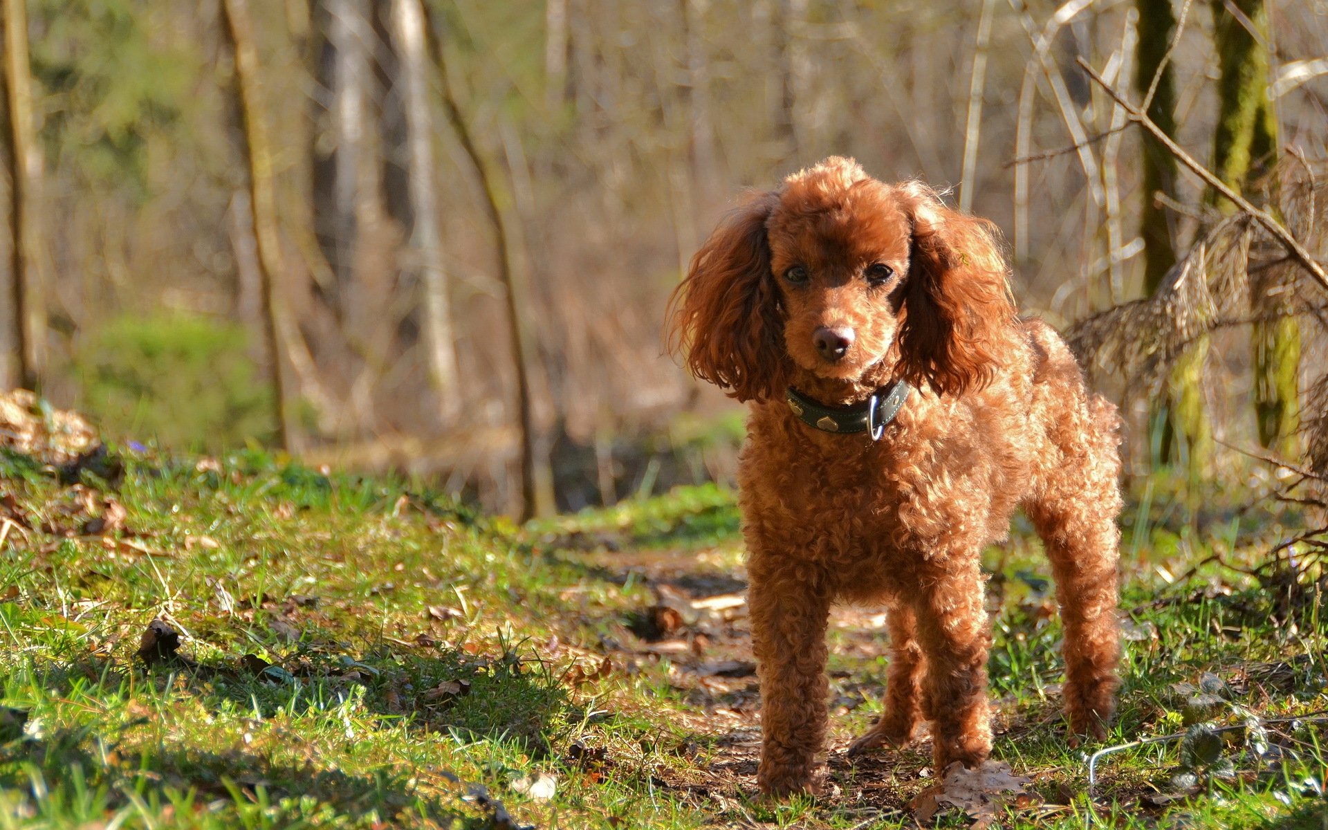 hund pudel natur