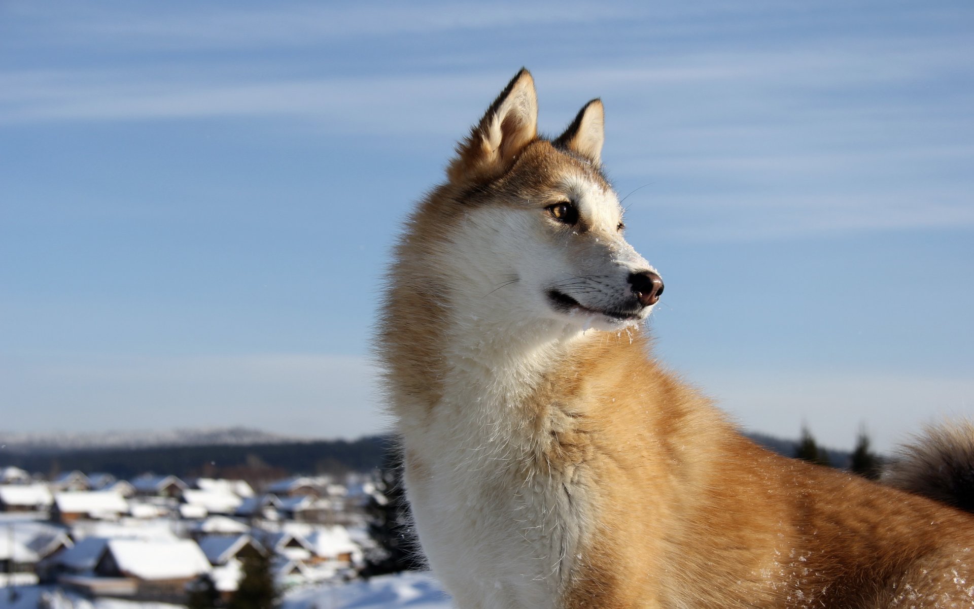 chien husky ami