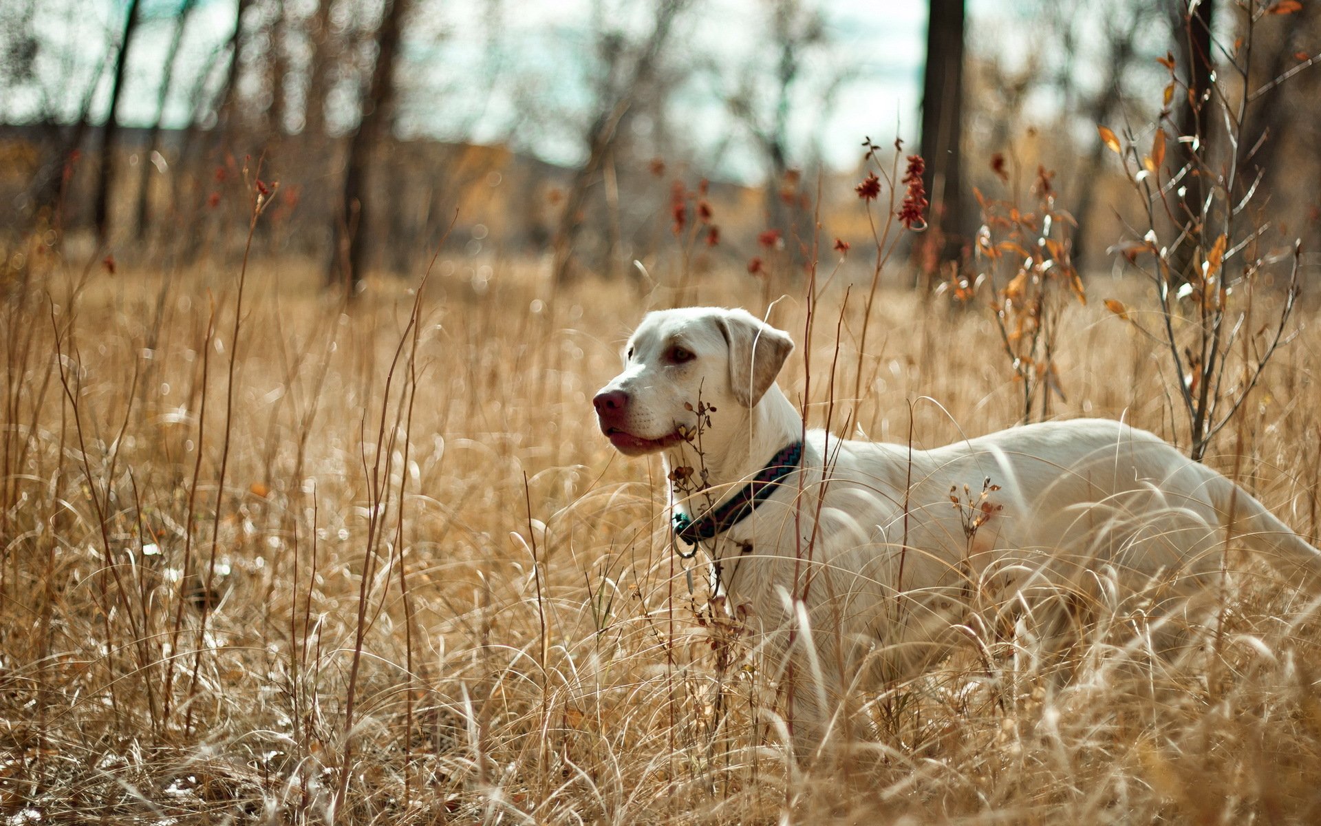 perro campo naturaleza