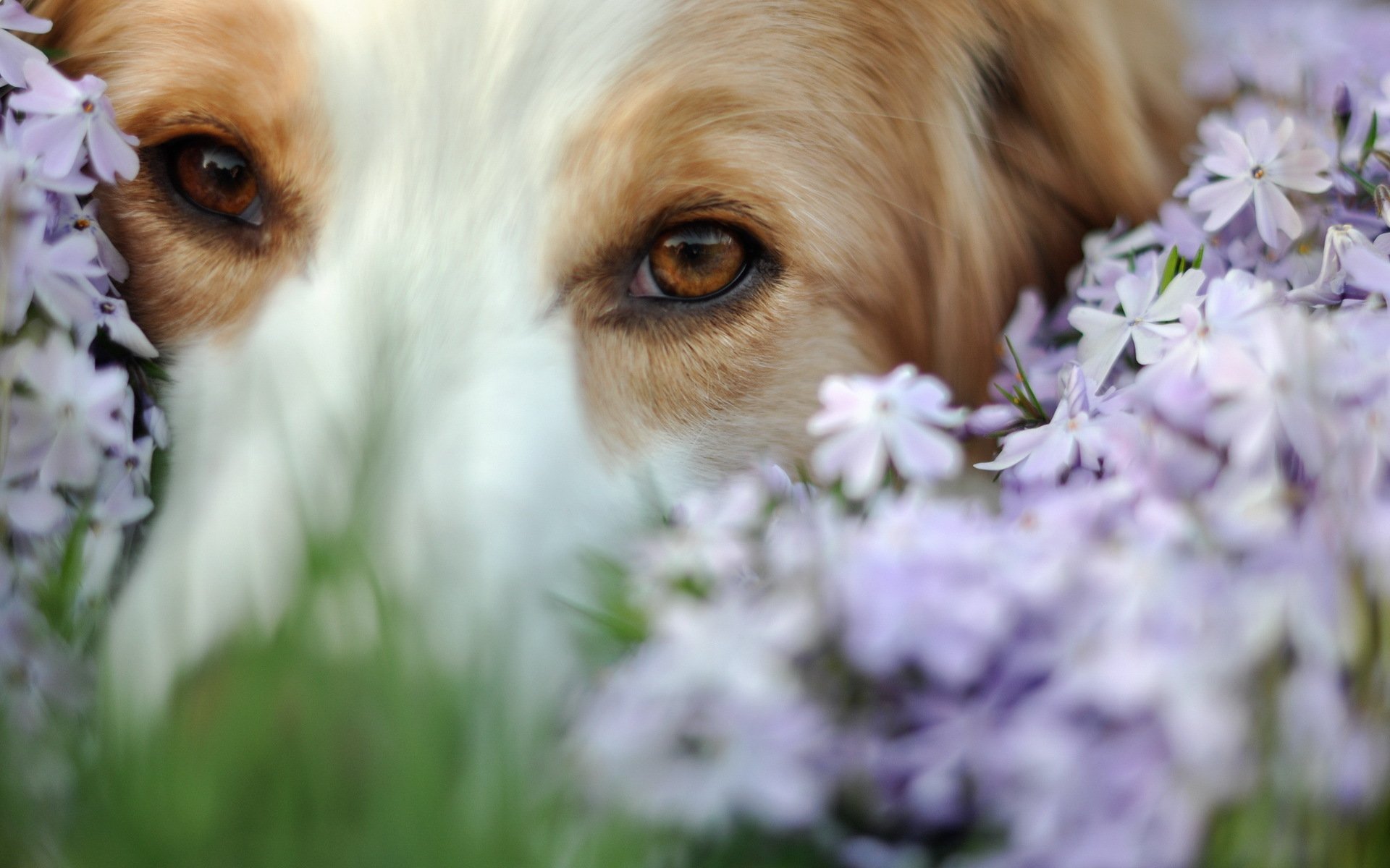 hund freund blumen