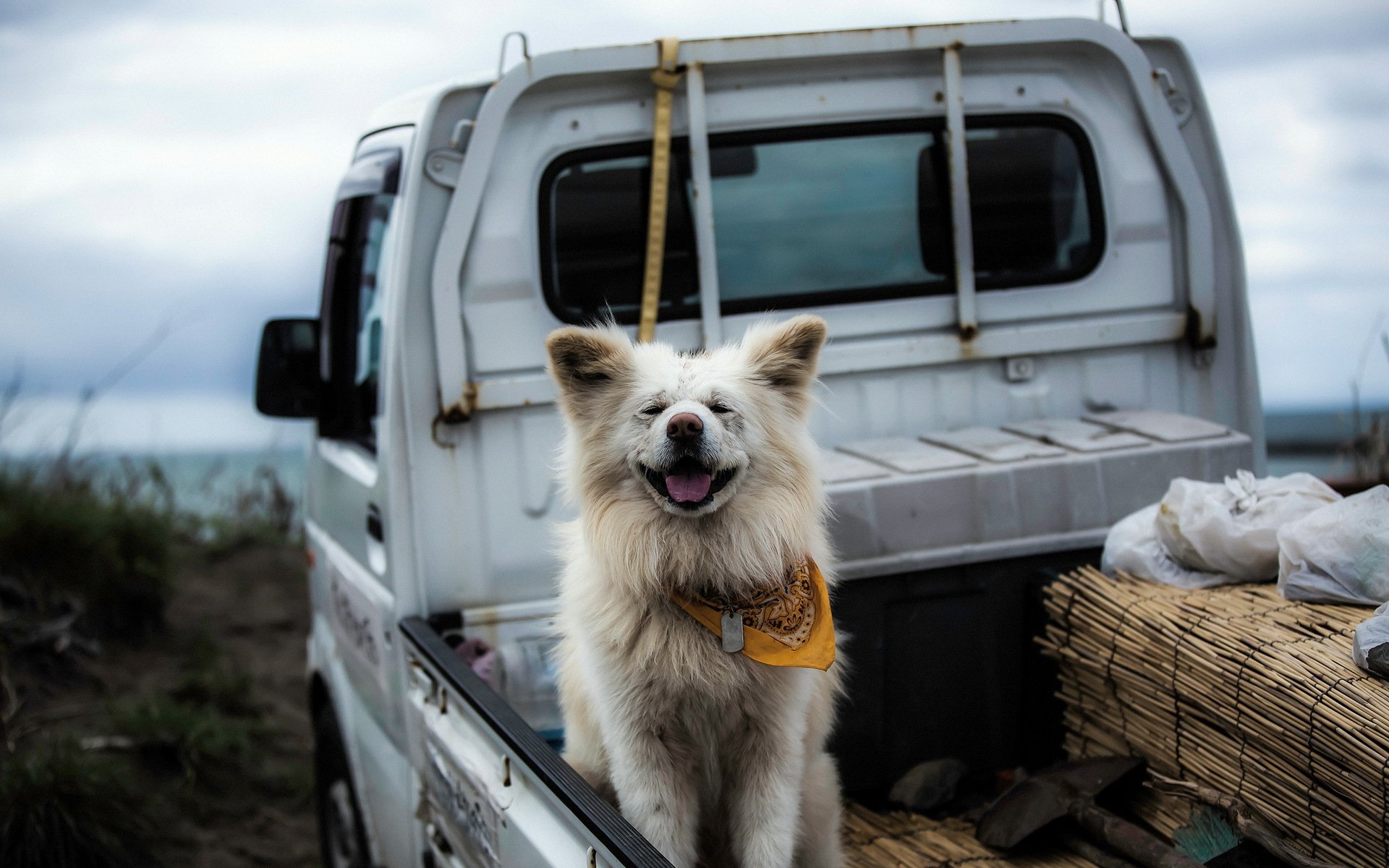 perro amigo coche