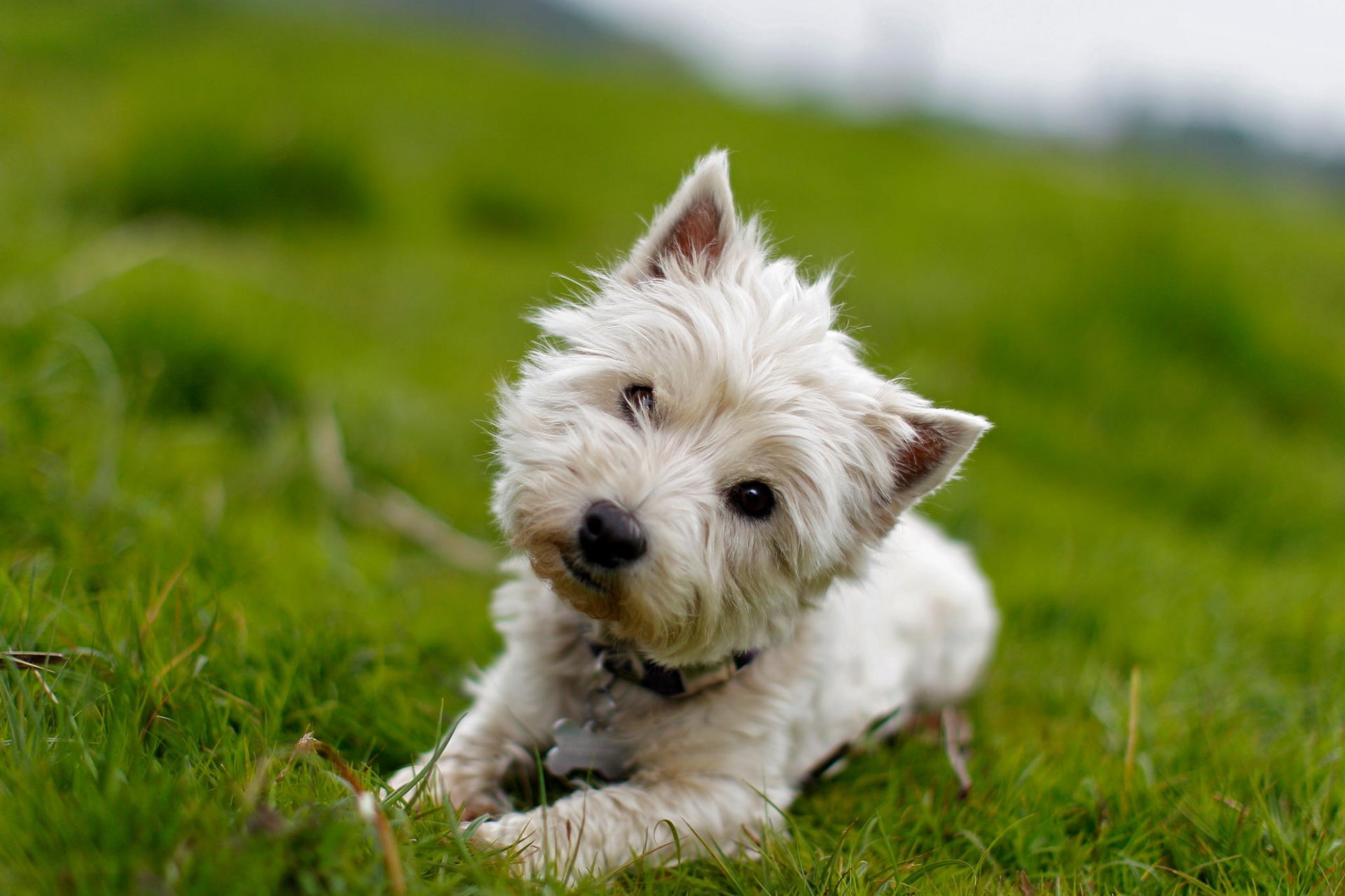 dog view bokeh