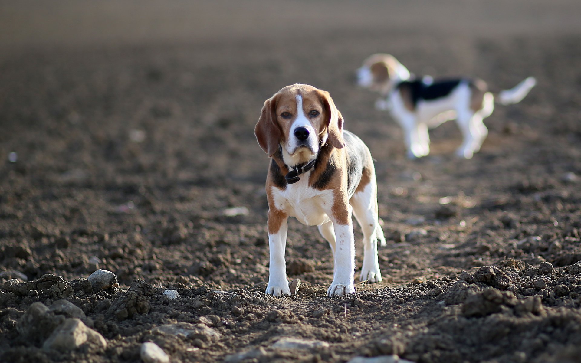 hunde beagles feld