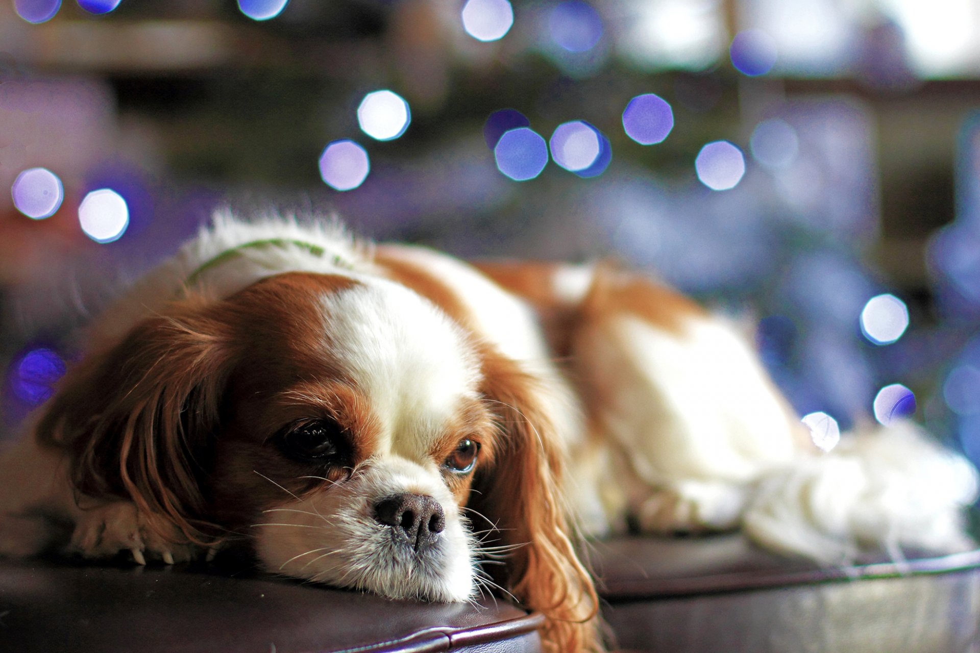 hund welpe blick sofa bokeh lichter