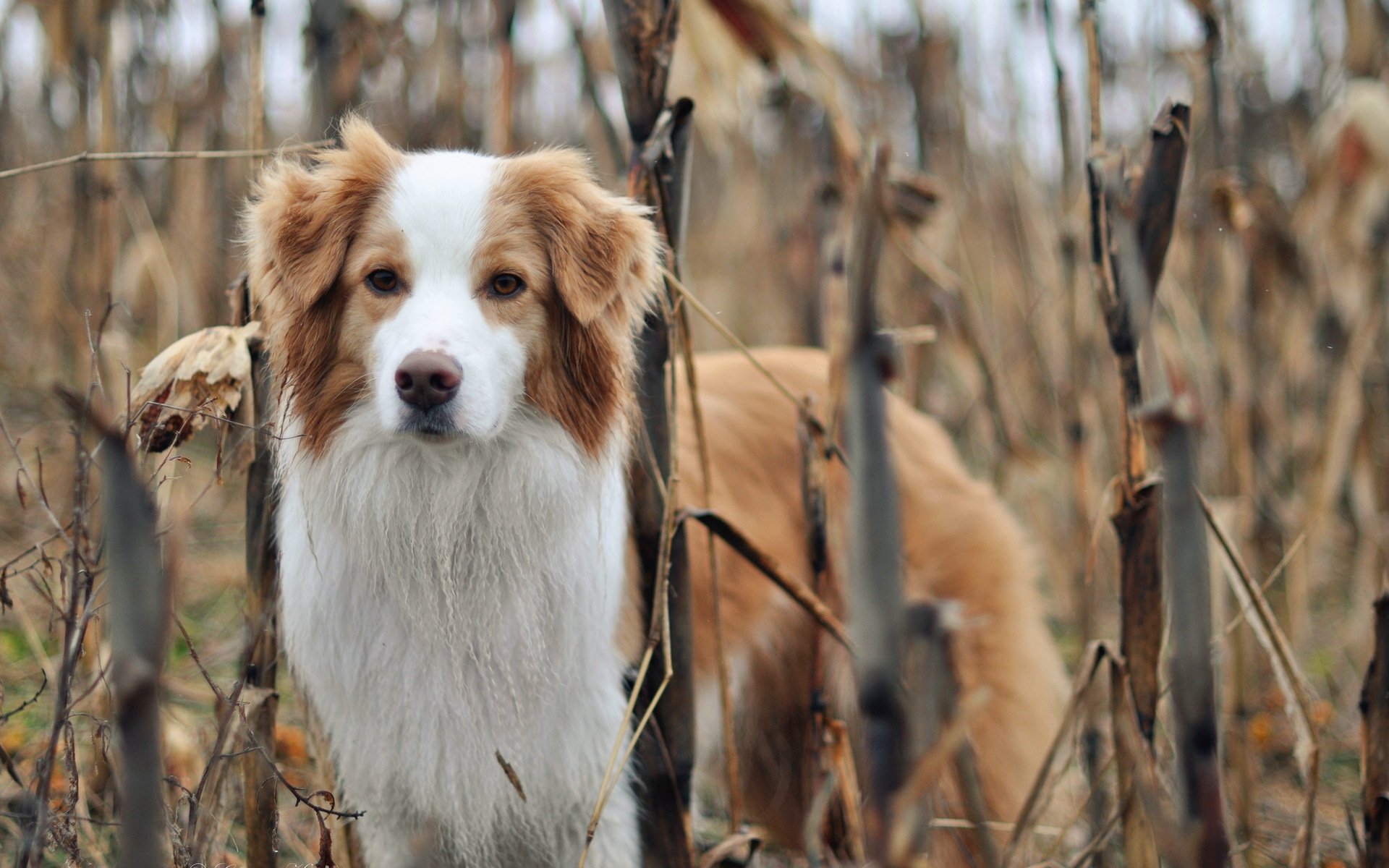 cane amico natura