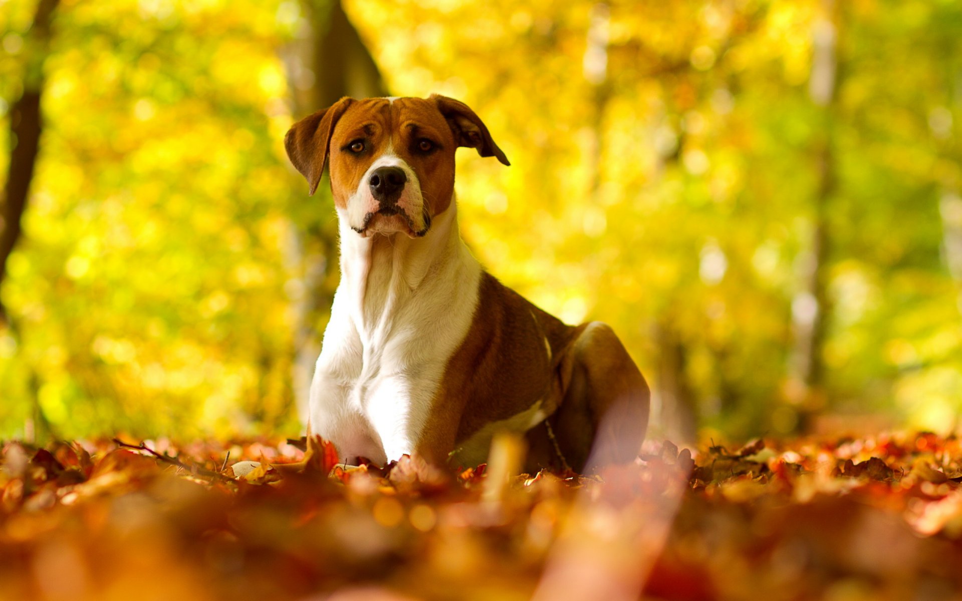 dog autumn nature