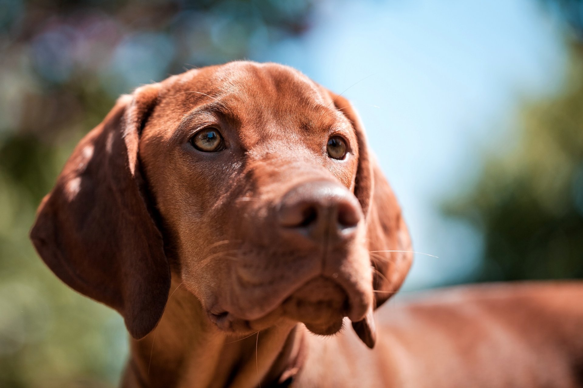 perro mirada hocico raza húngaro sobrevivió legando