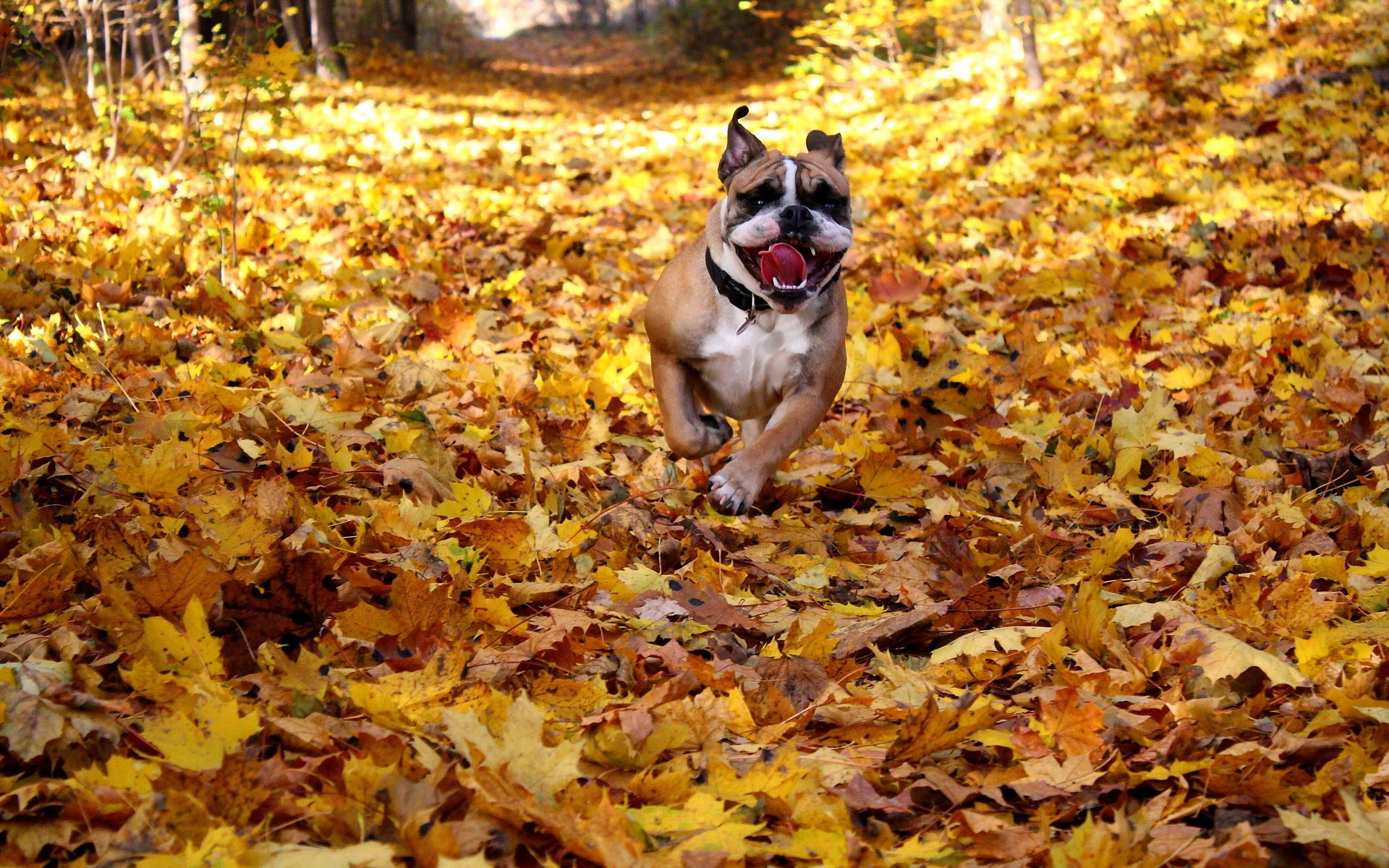 hund freund herbst blätter englische bulldogge