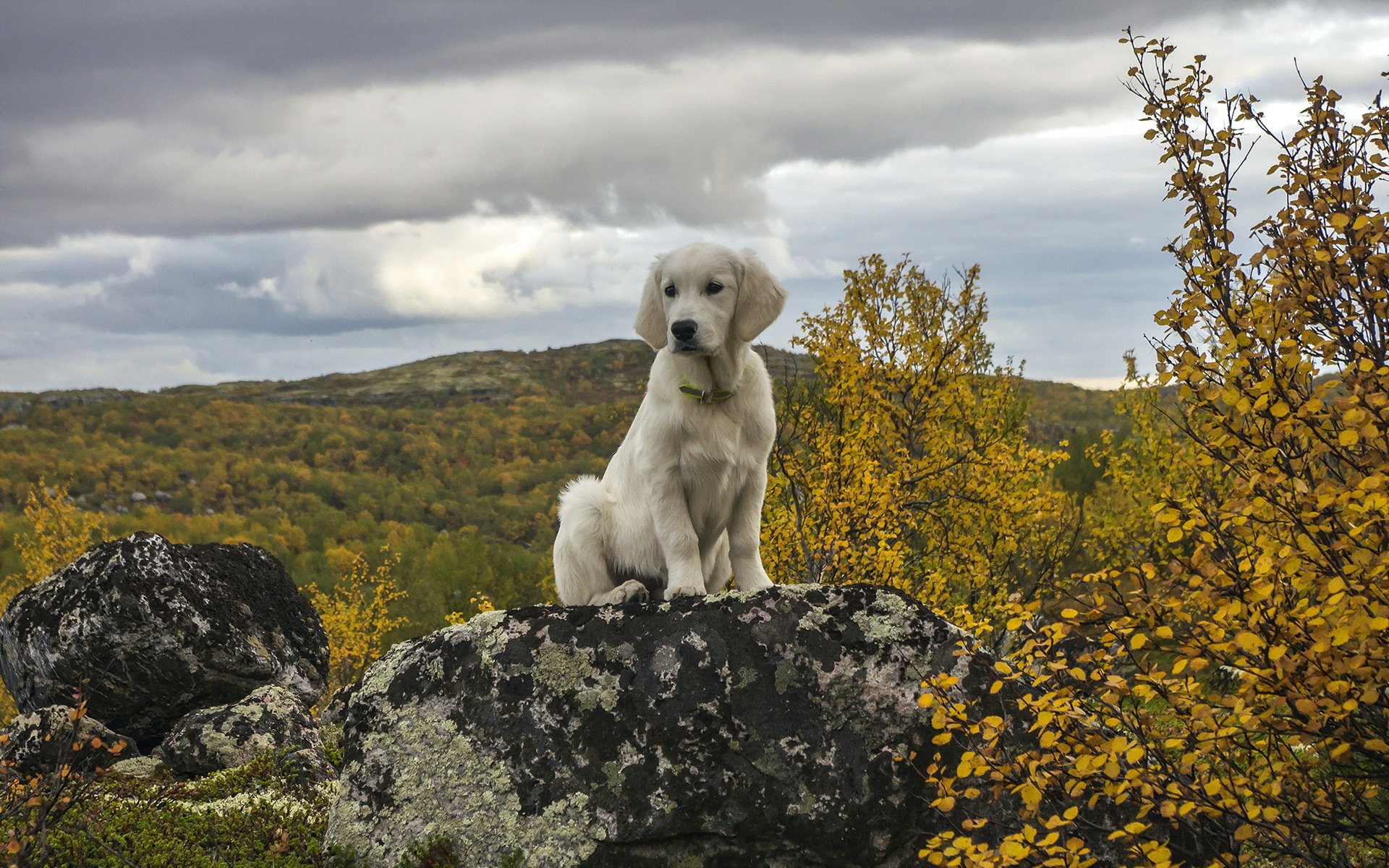 chien ami nature