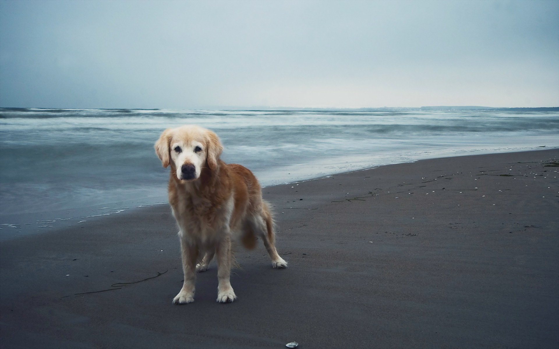 dog other sea