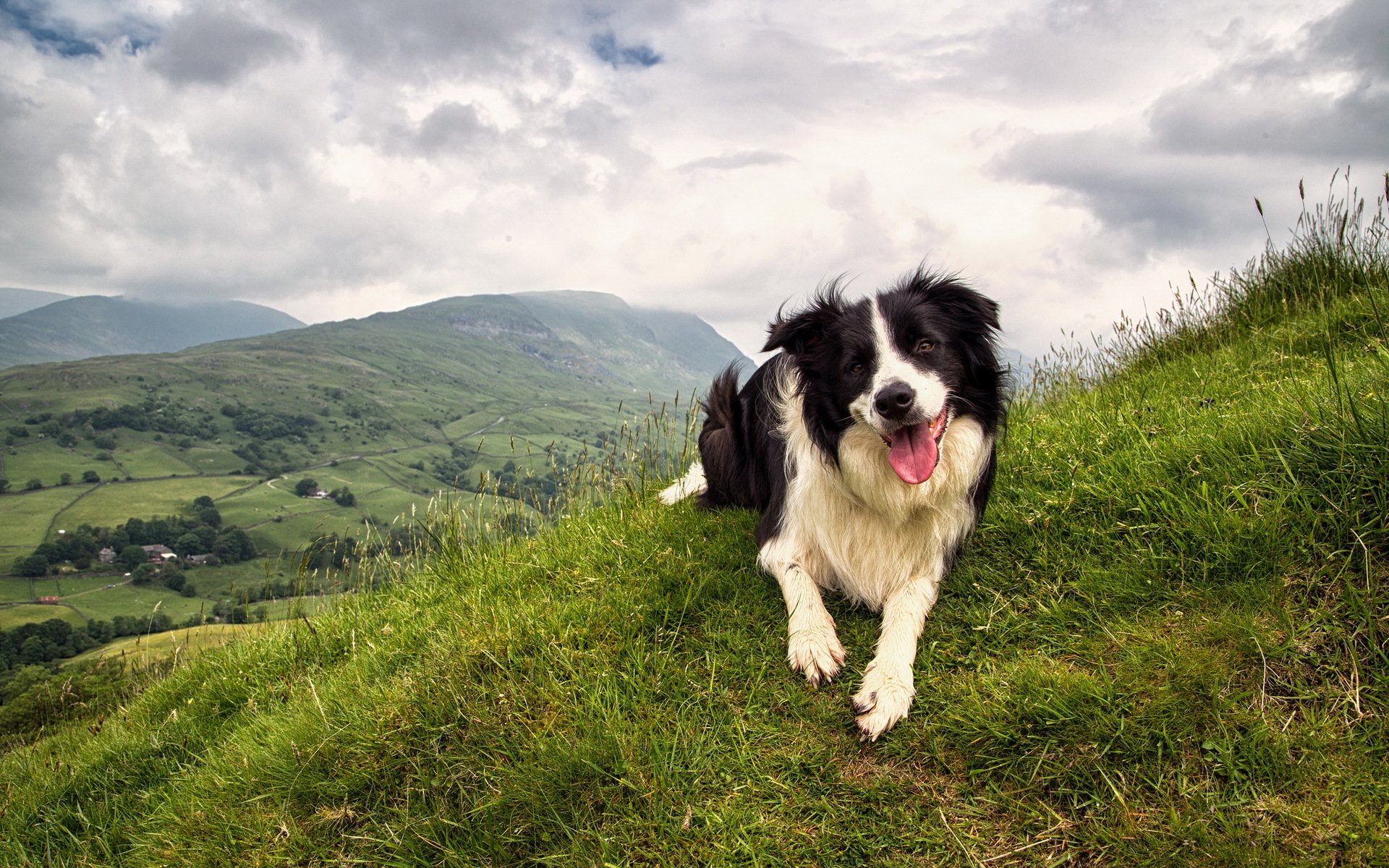 hund freund natur