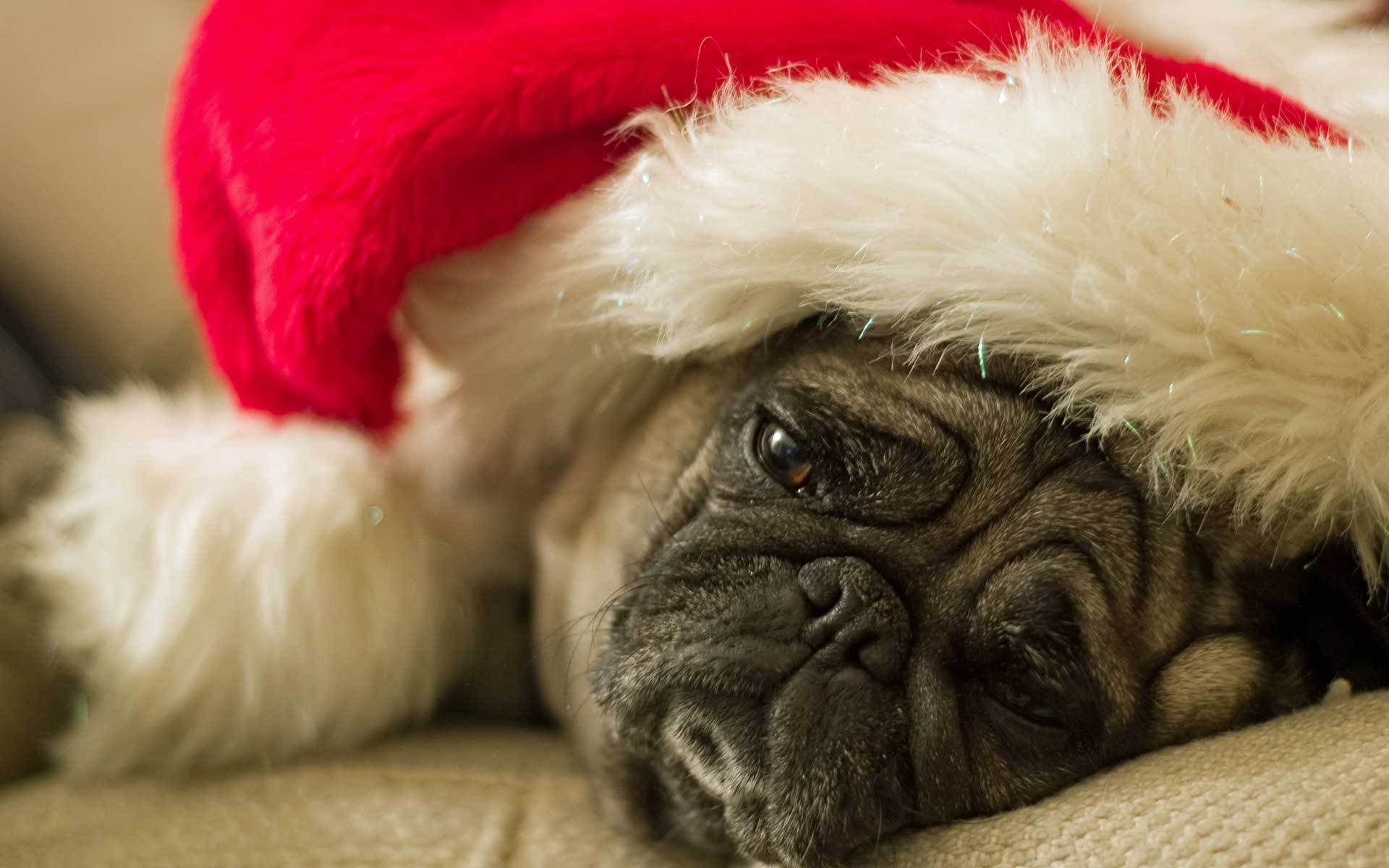 cane pug triste in attesa di una vacanza cappello di babbo natale