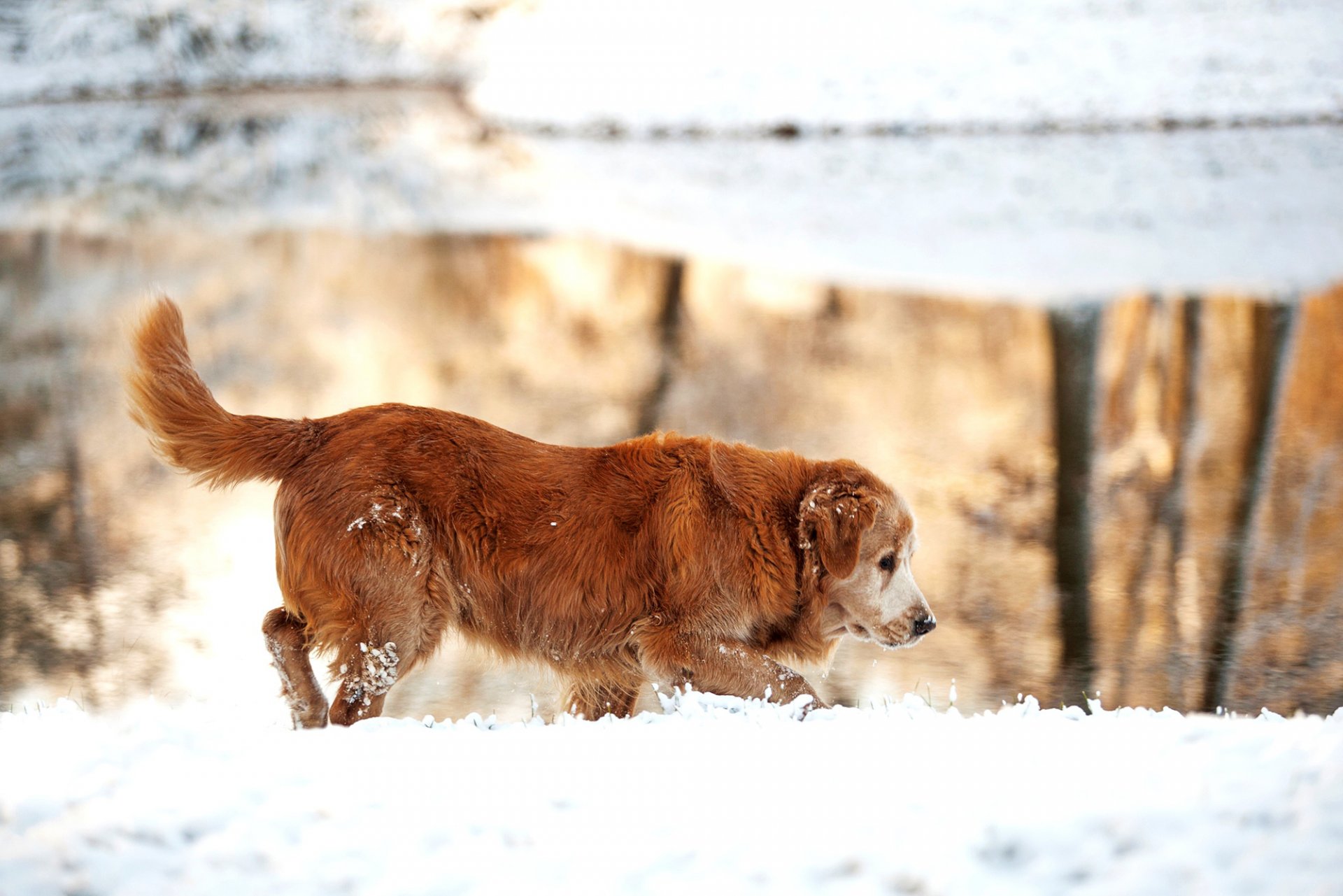 retriever golden pies zima śnieg jezioro natura