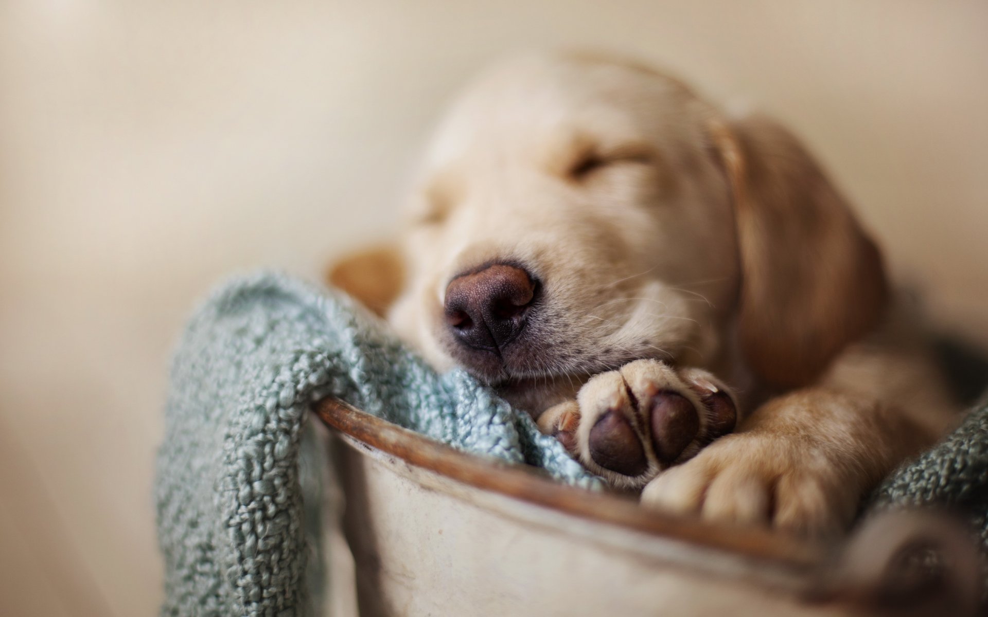 cane animale domestico cucciolo di sonno