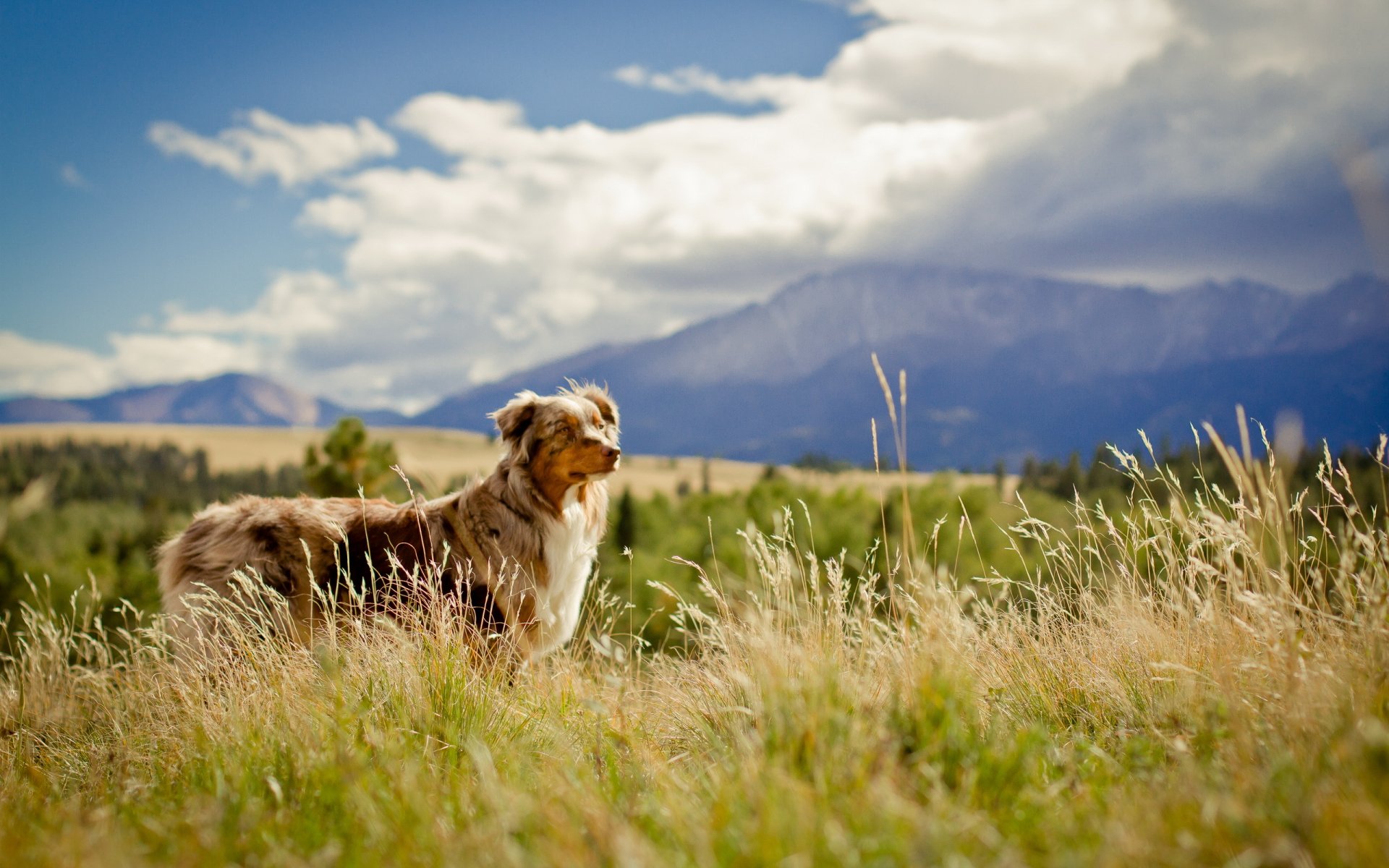 chien regard ami