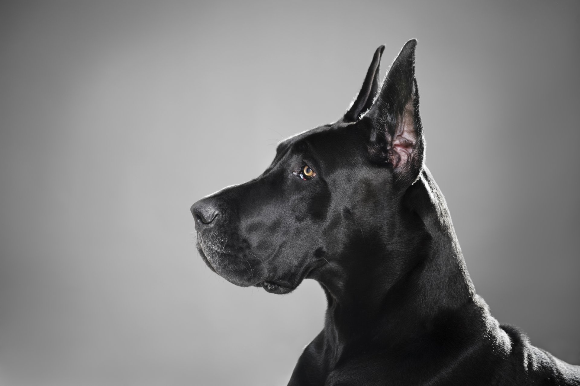 dog rock great dane black section